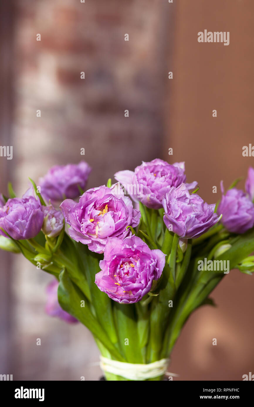 Bündel von rosa Blumen mit grünen Blättern zu Hause, Licht Schöne lila Tulpen Blumenstrauß als schönes, romantisches Geschenk Blumen Shop von profes Stockfoto