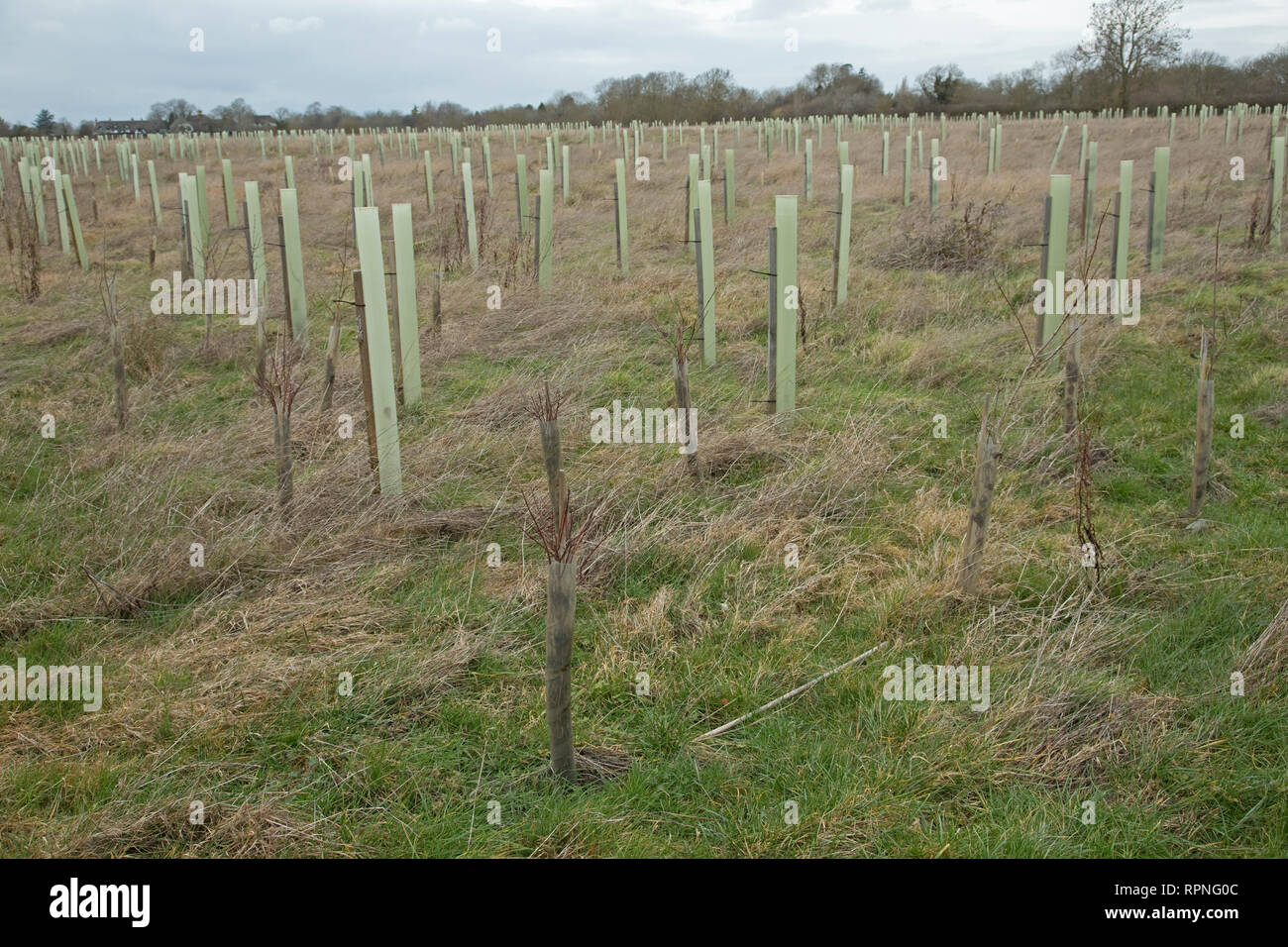 Neu gepflanzten Bäumen mit Baum Wachen in Herz von England Wald, Dorsington, Warwickshire, Großbritannien Stockfoto