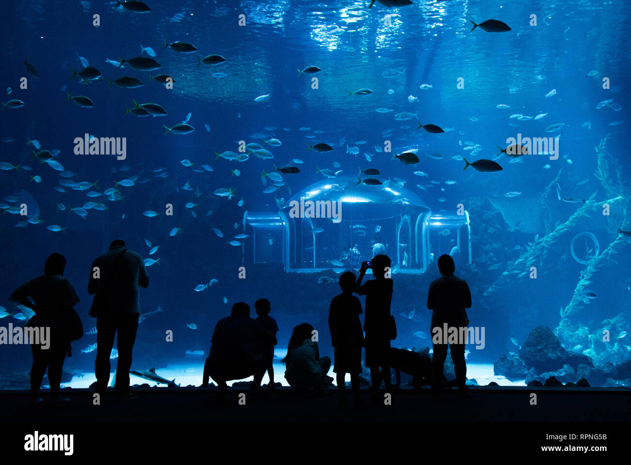 Las Palmas de Gran Canaria, Kanarische Inseln, Spanien - 1. Juli 2018: Besucher genießen Blick auf das Leben im Meer in der größte Behälter von Aquarium Poemas del Mar Stockfoto