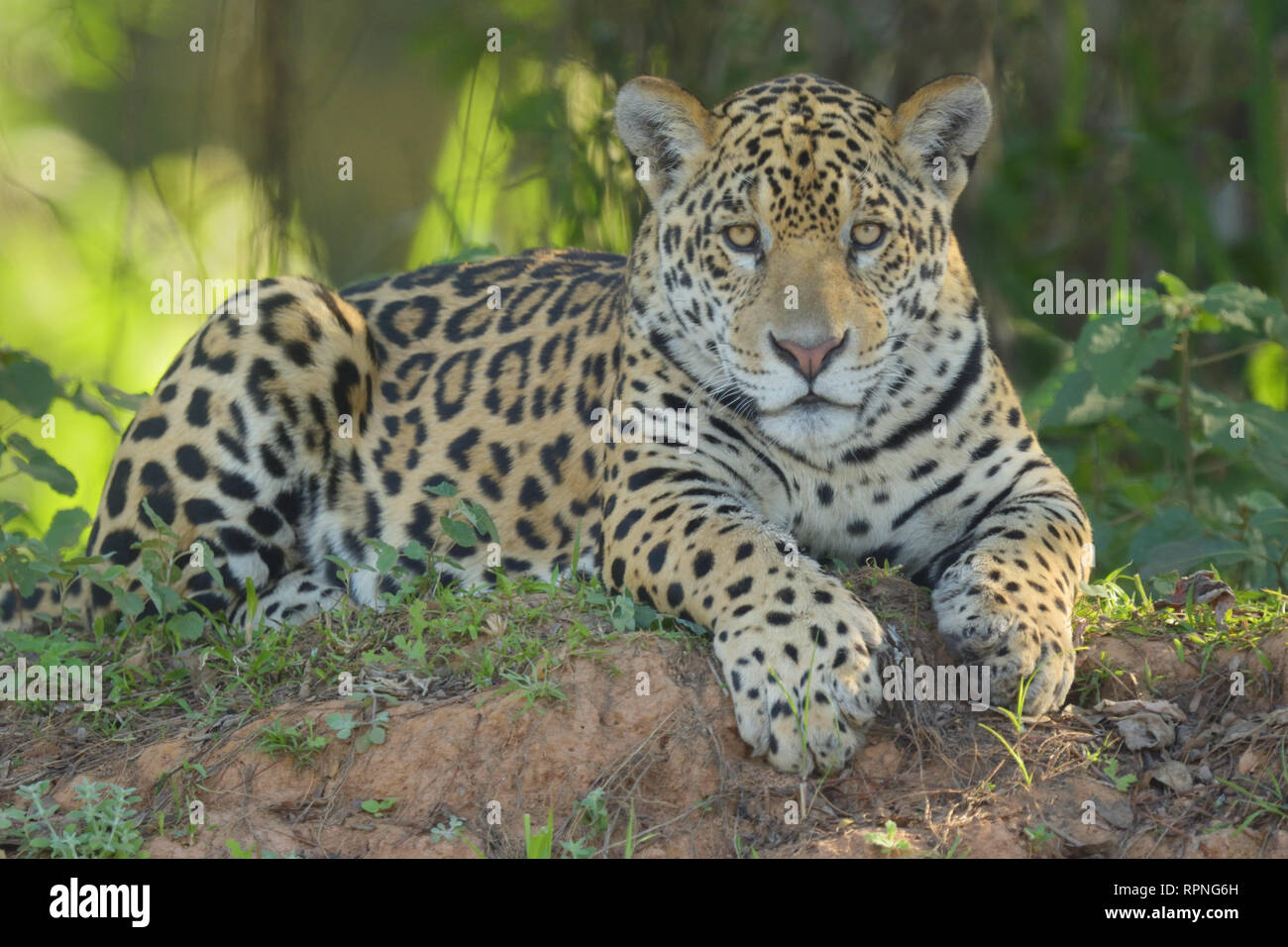 Weibliche Jaguar (Panthera einmal) in der Brasilianischen Wald Stockfoto