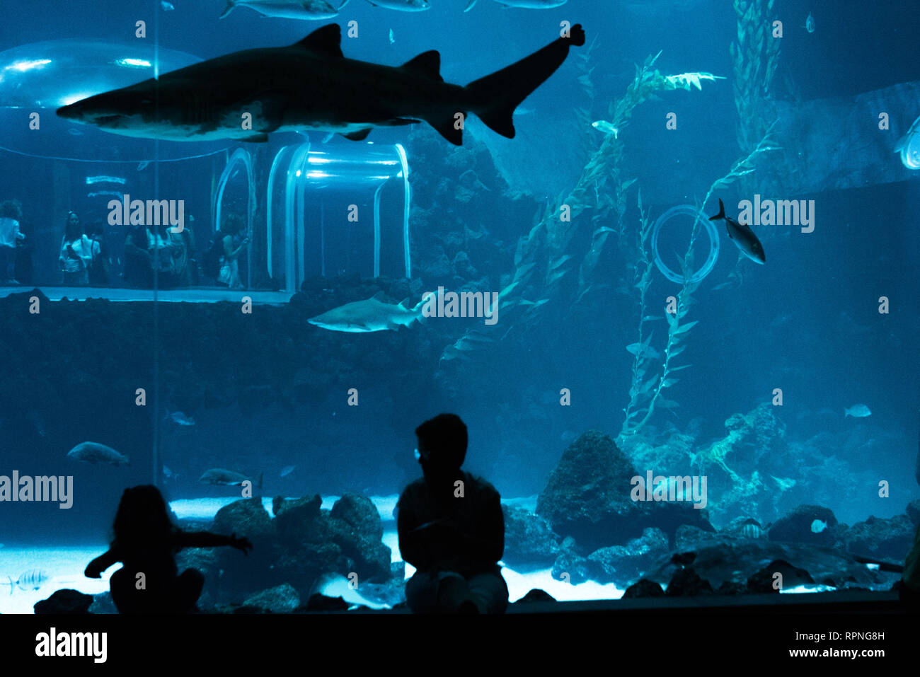 Las Palmas de Gran Canaria, Kanarische Inseln, Spanien - 1. Juli 2018: Besucher genießen Blick auf das Leben im Meer in der größte Behälter von Aquarium Poemas del Mar Stockfoto