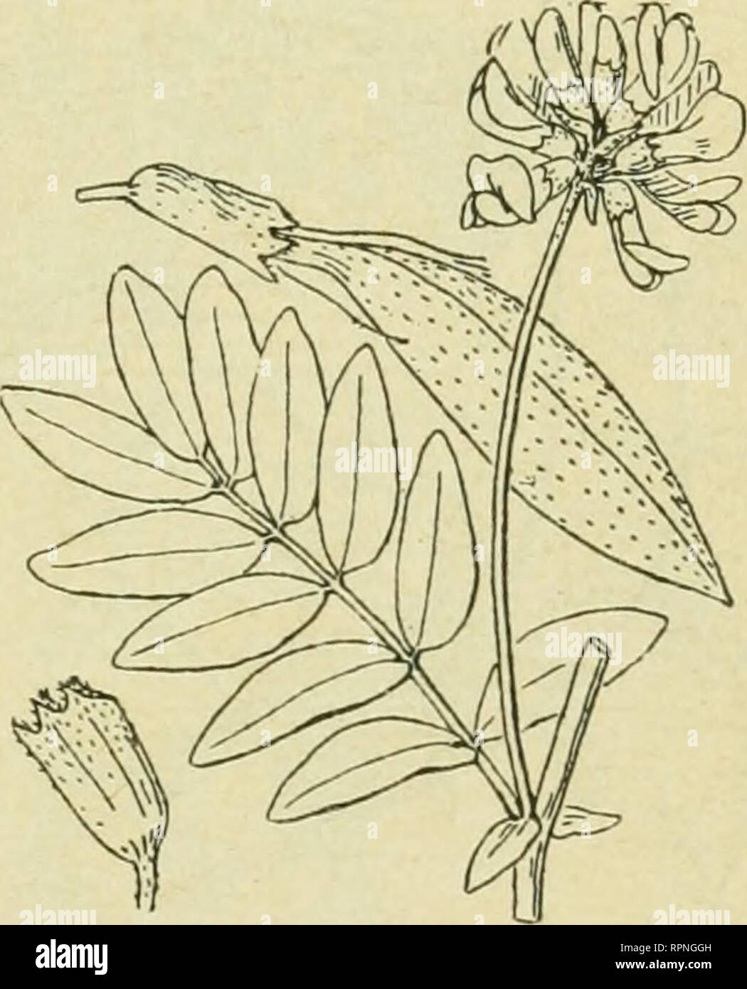 . Alpen-Flora: Westalpen. Berg pflanzen. 26 Papilionaceen. Phaca astragalina (Astragahis alpiiius). - Tafel 26. - 8 - 15 cm zarte Pflanze mit zuerft holie niederliegenden, dann aiiffteigenden, dünnen Stengeln. Blätter unpaarig ge-Fiedert, mit 8 - 12 Paaren länglich ovaler Blättchen. Sonne violett oder blaßblau mit weißer Zeichnung, in Sonthofen kugehger Traube, hohem, zartem Schaft. • Mehrjährig. Blüht Juli bis Augull. Befücher: Hummeln, Falter. Frucht: Windverbreitung aufgeblafen. Magere Weiden, Felfen, 1600 - 2700 m. Alpen, Pyrenäen, Karpathen, Kaukafus, Nordpolar- Bundesländer, Ural, Altai, Ihn Stockfoto