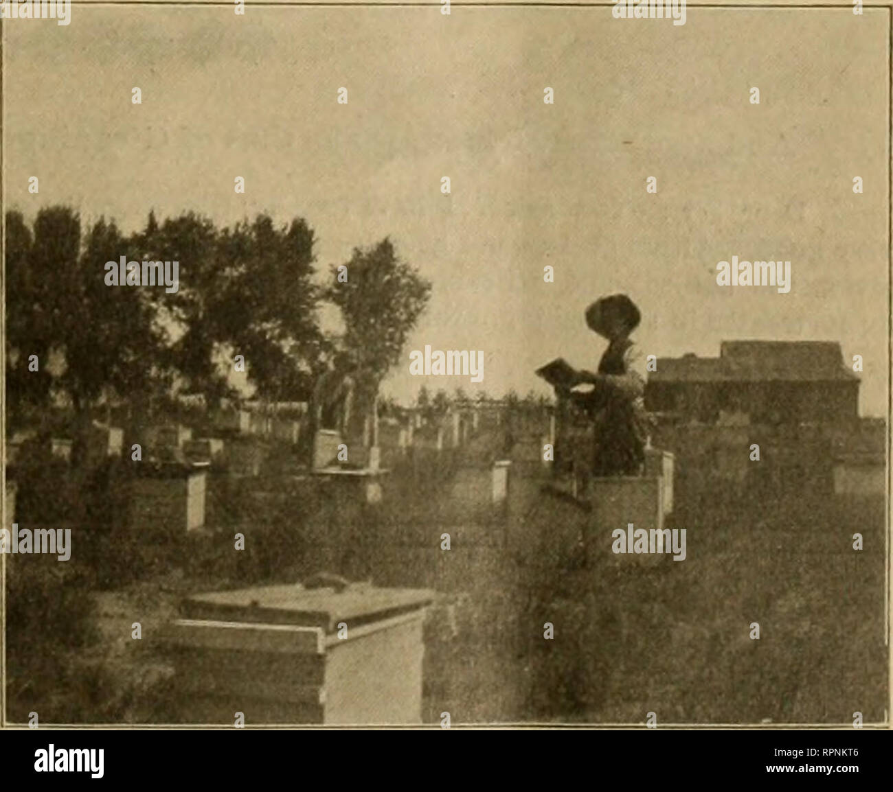. American bee Journal. Biene Kultur; Bienen. Dr. D.R. Emmons, von Champaign Co., Ohio, mit einem Schwarm. "^4. Ton Co., South Dakota, faire Apiarian Ausstellung gezeigt, Sept. 20, 1904. Startseite Imkerei von E.E. Metzger, von verbogenen Co., Colo. Bitte beachten Sie, dass diese Bilder sind von der gescannten Seite Bilder, die digital für die Lesbarkeit verbessert haben mögen - Färbung und Aussehen dieser Abbildungen können nicht perfekt dem Original ähneln. extrahiert. [Hamilton, Calif., etc., Dadant-maSSe &Amp; Söhne] Stockfoto