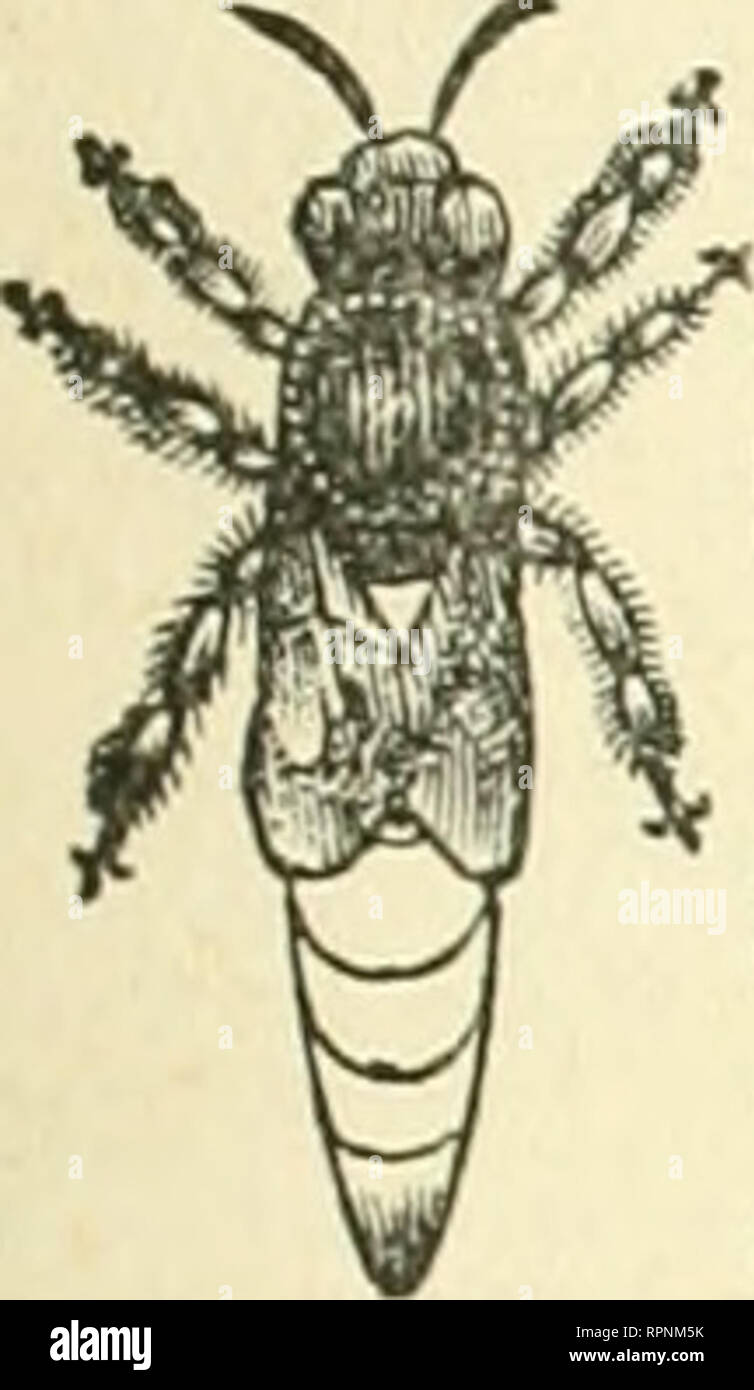 . American bee Journal. Biene Kultur; Bienen. Die AMERICAN BEE JOURNAL. 207 "E. E33 TikPEI" Wer]: ^CSAr. E UND EINZELHANDEL.. Händler in Bee-liefert werden gut daran tun, für unsere Großhandelspreise der Stiftung zu senden. Wir haben jetzt die umfangreichste Manufaktur der Stiftung im Land. Wir versenden in alle Teile der Vereinigten Staaten. Wir machen alle gängigen Stile, unser Wachs nnd ist nirgendwo zu entsprach Fell Sauberkeit, Reinheit und Schönheit sein. Extra dünne und brightfor Bectinns. Alle Formen und Größen. Proben kostenlos auf Anfrage. CHAS. Dadant-maSSe &Amp; Sohn, iwiy Hamilton. Hancock Co.111. GOLDEN ITALIENISCHE QUEENS. - Rahmen Nucle Stockfoto