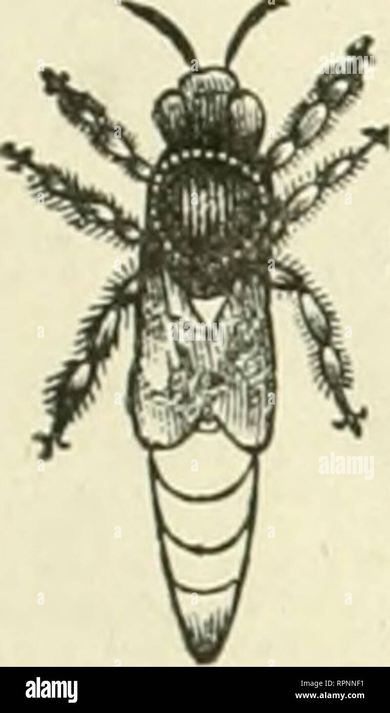 . American bee Journal. Biene Kultur; Bienen. Die AMERICAN BEE JOURNAL. 95 STIFTUNG TVIIOI^ ESALE EIN 1&gt; Einzelhandel. Händler in Bee-liefert werden gut daran tun, für unsere Großhandelspreise von Foundntion zu senden. Wir haben jetzt die umfangreichste Manufaktur der Stiftung in tiie Land. Wir senden Teilen der Vereinigten Staaten zu Ail. Wir machen alle gängigen Stile, und unser Wachs ist nirgendwo für Sauberkeit, Reinheit und Schönheit erreicht werden. Extra dünne und brightfor Abschnitte. Alle Formen und Größen. Proben kostenlos auf Anfrage. CHAS. Dadant-maSSe &Amp; Sohn, Iwly Hamilton. Hancock Co. III. GOLDEN ITALIENISCHE QUEENS. l-frame Kern, w Stockfoto