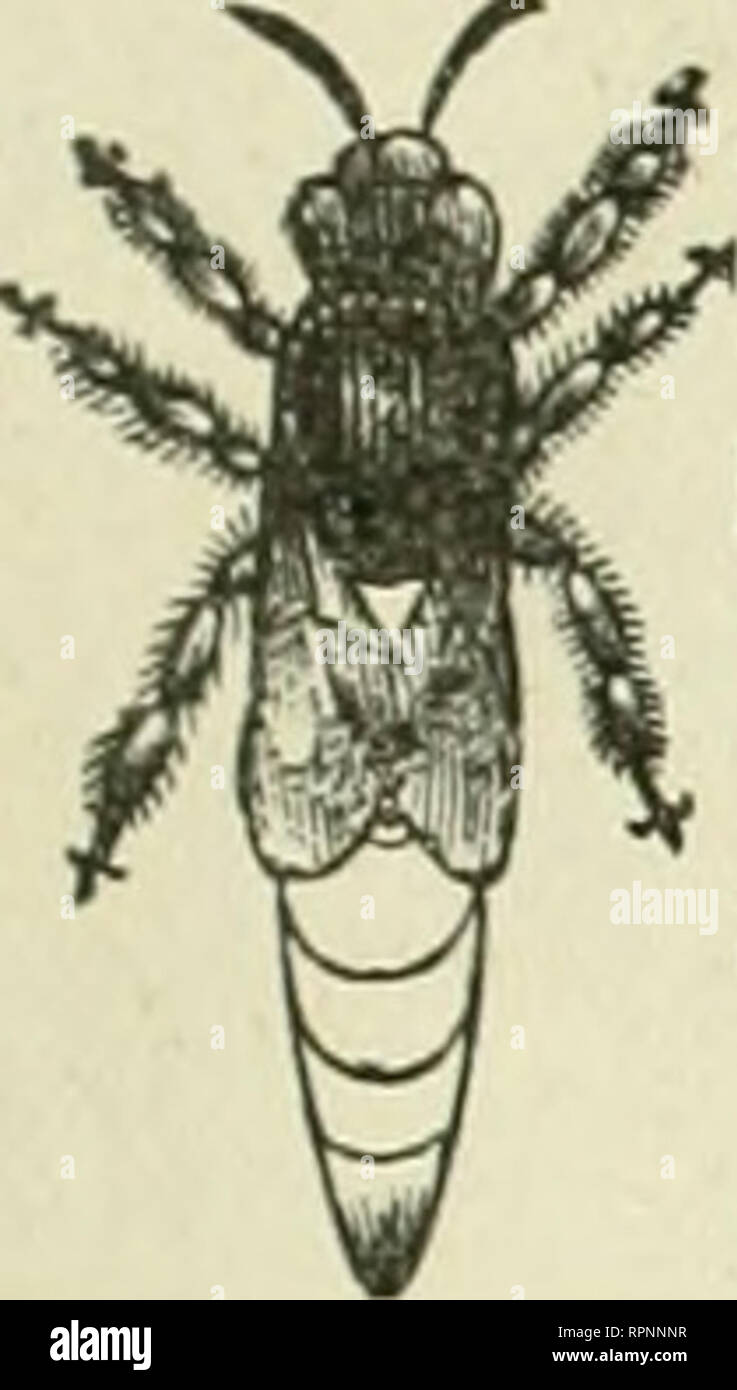 . American bee Journal. Biene Kultur; Bienen. Die AMERICAN BEE JOURNAL. 79 STIFTUNG WHOI. ESAL.E UND DEN EINZELHANDEL. Händler in Hee-liefert werden gut daran tun, für unsere wholesHle vtrices der Stiftung zu senden. Wir haben jetzt die umfangreichste Manufaktur der Stiftung im Land. Wir versenden in alle Teile der Vereinigten Staaten. Wir machen alle gängigen Stile, und unser Wachs ist nirgendwo für Sauberkeit, Reinheit und Schönheit equaited zu sein. Extra dünne und brightfor Abschnitte. Alle Formen und Größen. Proben kostenlos auf Anfrage. Oad. Dadant-maSSe &Amp; Sohn, flacher Boden Kamm iwiy FOUTOATIOJf, Hamilton, Hancock Co.111.. GOLDEN ITALIENISCH Stockfoto
