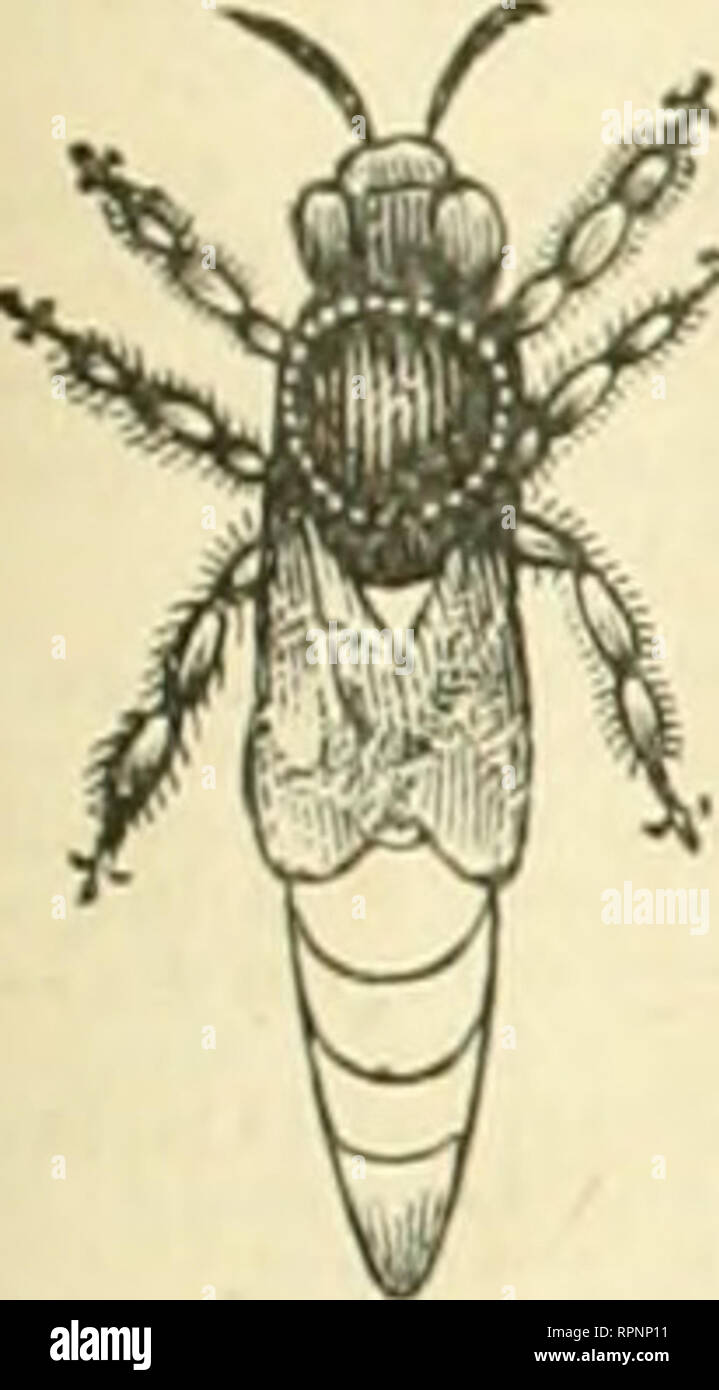 . American bee Journal. Biene Kultur; Bienen. Die AMERICAN BEE JOURNAL. 63 STIFTUNG WIIOI. ESAl. t: M&gt; ICK' IAIK. Deiilors in l) ee versorgt werden gut daran tun, für unsere whoiesHle Preise der Stiftung zu senden. Wir haben jetzt die umfangreichste liiive Manufaktur der Stiftung im Land. Wir versenden in alle Teile der Vereinigten Staaten. Wir machen alle gängigen Stile, und unser Wachs ist nowliere für Sauberkeit, Reinheit und heauty gewesen ist. Extra dünne und brightfor Abschnitte. Alle Formen und Größen. Proben kostenlos i-n r ('&lt;) iK'!*t. GHAS. Dadant-maSSe &Amp; Sohn, iwiv Ilamilion. Ilaneock Co.lU. Flach. unteren Kamm FOUNDATION Stockfoto