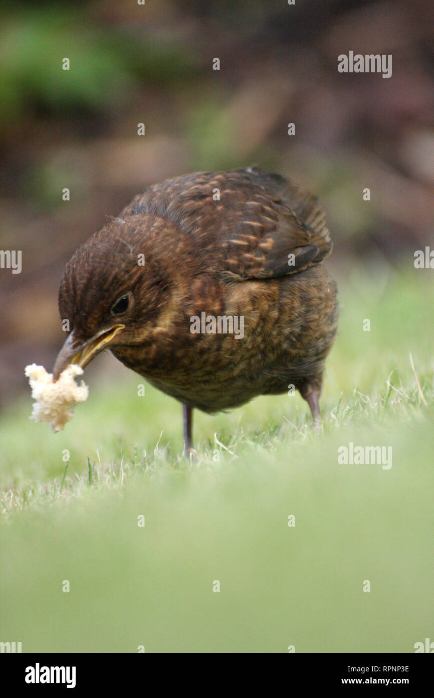 Diesem Jugendlichen blackbird Der soor Familie zeigt immer noch seine meliert braun Federn. Es Küsschen auf eine Fährte in den Rasen. Foto aufgenommen aus einem Stockfoto