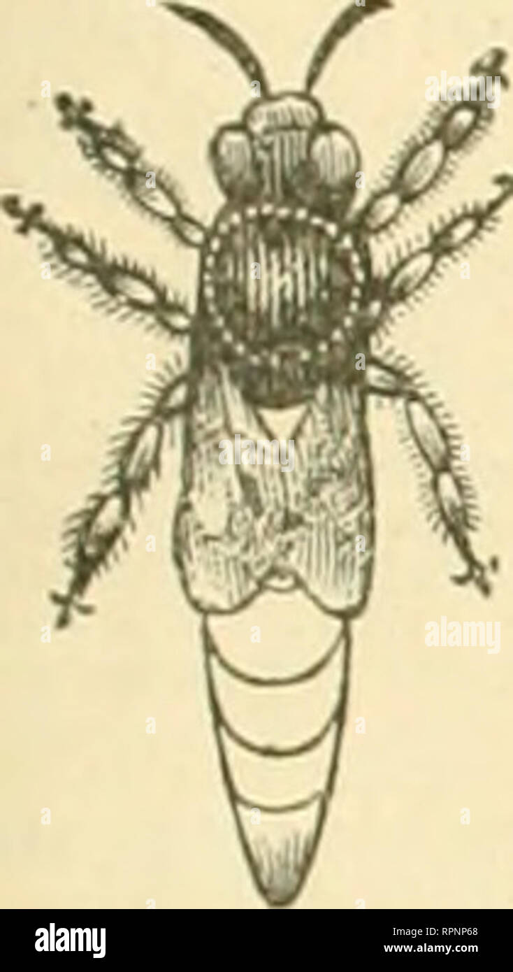 . American bee Journal. Biene Kultur; Bienen. Die AMERICAN BEE JOURNAL. 47 FnilNnHTinN^'^^^"^^^^^^^^' des Bee-Keeper mich WIIOI^ ESALE UND EINZELHANDEL. Händler in Bee-liefert werden gut daran tun, für unsere Großhandelspreise der Stiftung zu senden. Wir haben jetzt die umfangreichste Manufaktur der Stiftung im Land. Wir senden bis zu Teilen der Vereinigten Staaten. Wir machen alle gängigen Stile, und unsere Wa. ist nirgendwo Tn für Sauberkeit, Reinheit und Schönheit erreicht werden. Extra dünne und brightfor Abschnitte. Alle Formen und Größen. Proben kostenlos auf Anfrage. CHAS. Dadant-maSSe &Amp; Sohn, DUNHAM iwly Hamilton, Hancock Co. III. Stockfoto