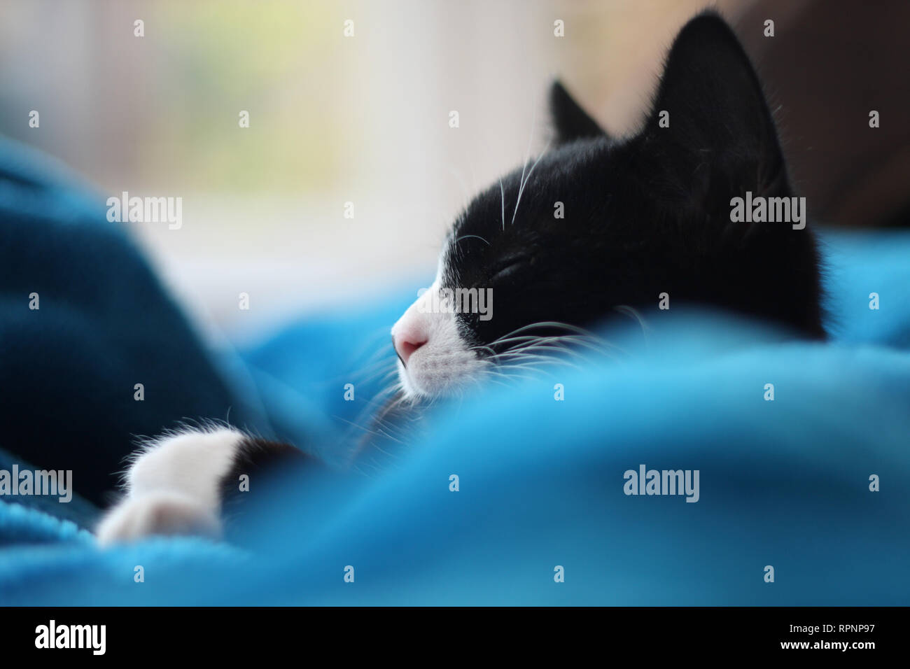 3 Monate altes Kätzchen Nickerchen in der Decke auf dem Sofa im Wintergarten in der Nähe der Fenster. Schwarze und weiße Britisch Kurzhaar moggie. Im Innenbereich. Geringe Tiefenschärfe. Stockfoto