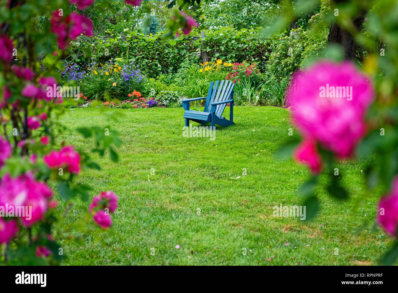 Blau Adirondack Stuhl in den Garten im Hinterhof, umrahmt von einer Rose Arbor. Stockfoto