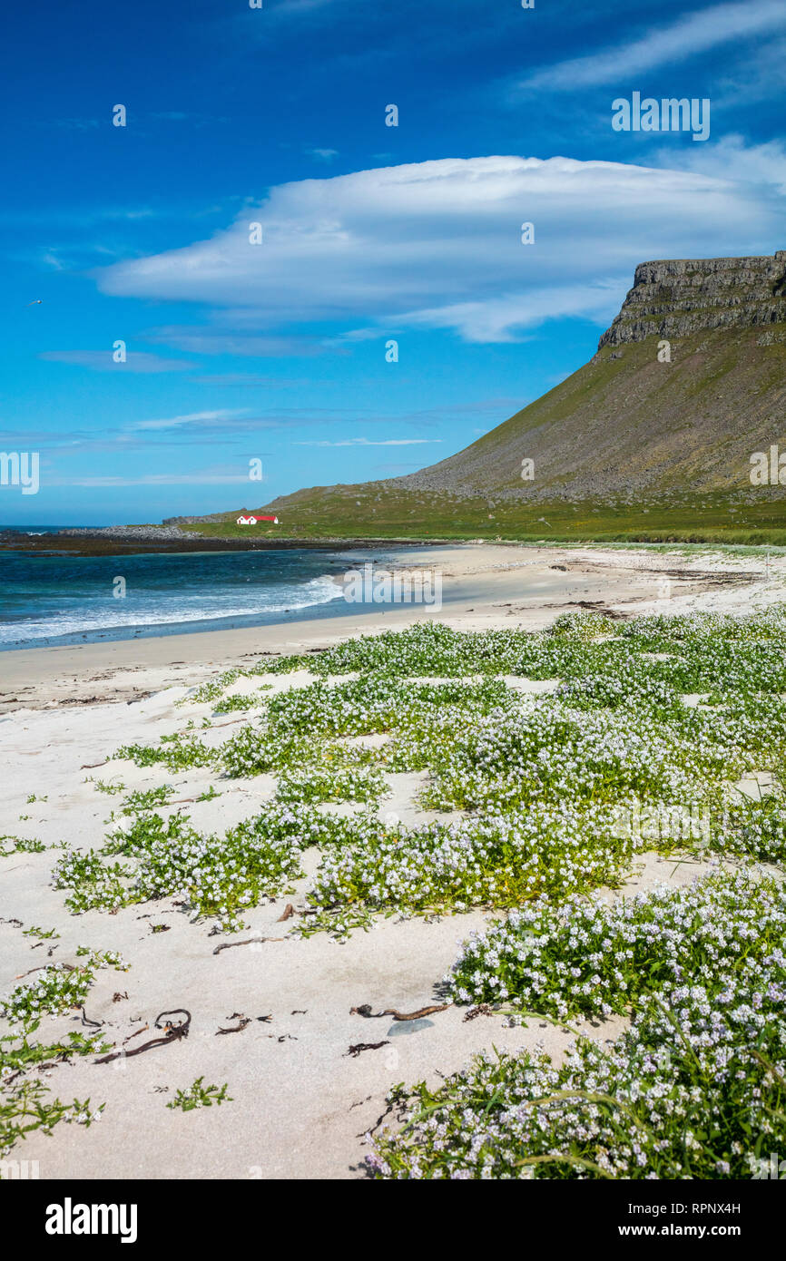 Arctic Sea-Rakete (cakile arctica) blühen auf dem sandigen Strand an der Breidavik. Latrabjarg Halbinsel, Westfjorde, Island. Stockfoto