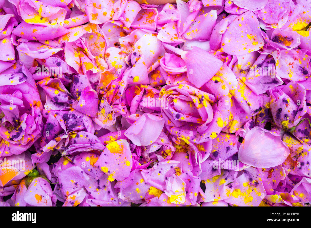 Blühende Rosen mit violetten und gelben Pulver, Blumen Hintergrund Stockfoto