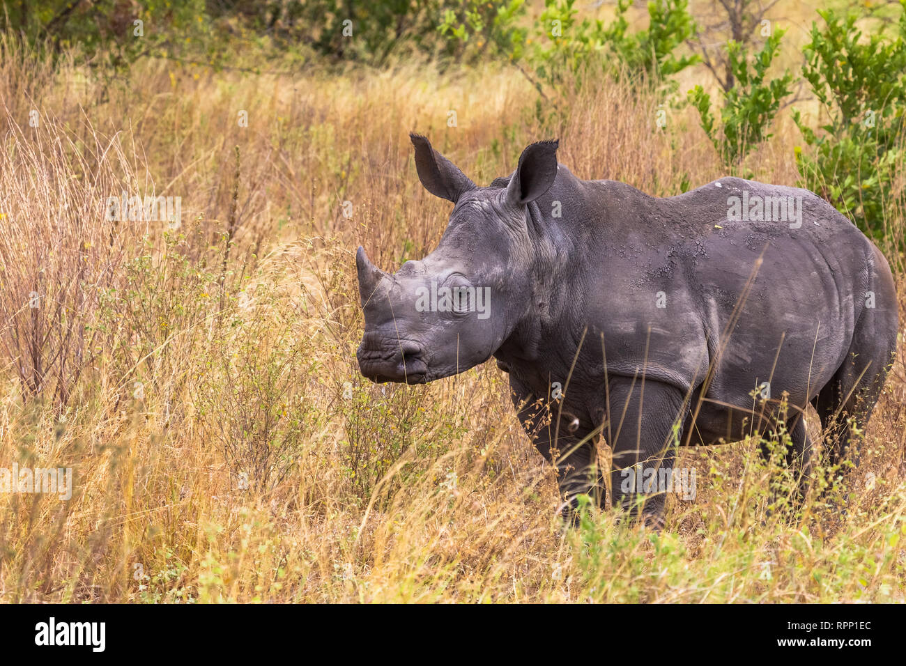 Ein junges Nashorn in der Savanne von Meru. Kenia, Afrika Stockfoto