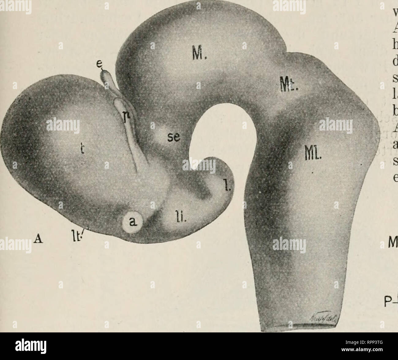 . Allgemeine Zoologie und Abstammungslehre. Evolution; Zoologie. Ontogenie des Gehirns. 507 diesen kann man auch noch eine ventrale Brücken beuge Jahrforschung unterscheiden, der Boden des Kleinhirns stark Vorspringt (531 E, F, bei Stifte), sterben Abb. 497 sei noch Lichtblick - ver-wiesen, weil sie sterben Aehnlichkeit der Ge-hirnanlagen verschie-e. ^^"KM", w dener Wirbeltierklassen- deutlich erkennen lässt, Fügungen sterben abge- bildeten Vertreter (Hai, Amphibium, Säuger) im ausgewachsenen zu-stande des Gehirns- erheblich differieren. Bitte beachten Sie, dass diese Bilder aus gescannten Seite Bilder extrahiert werden tha Stockfoto