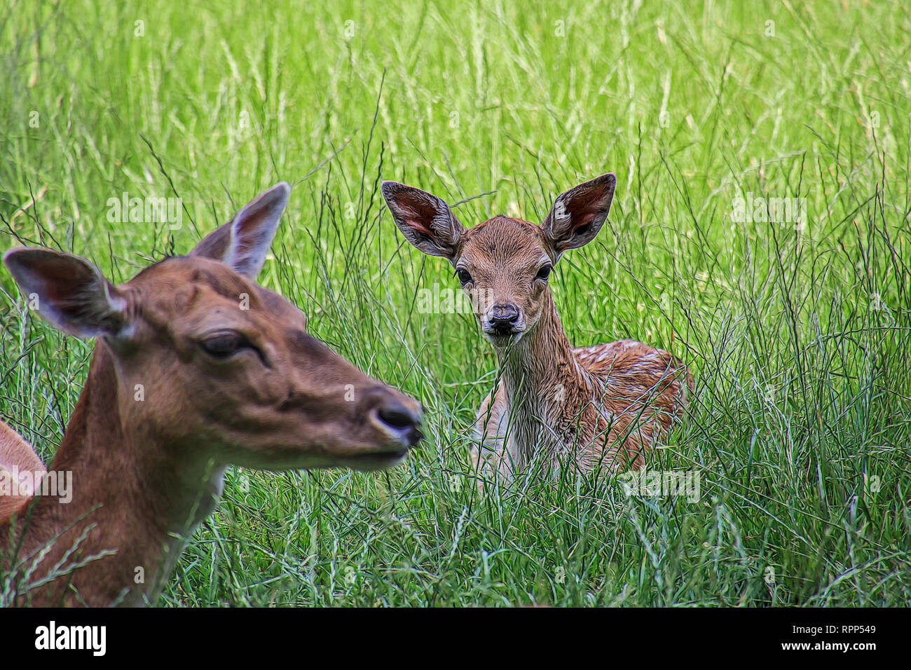 Damwild Mutter und Kind versteckt sich in der Wiese Stockfoto