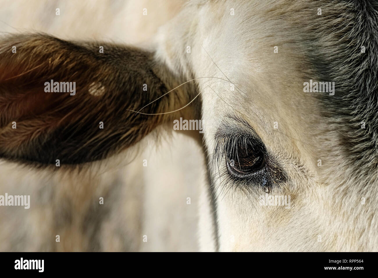 Kuh mit Tränengas in die Augen schließen, Stockfoto