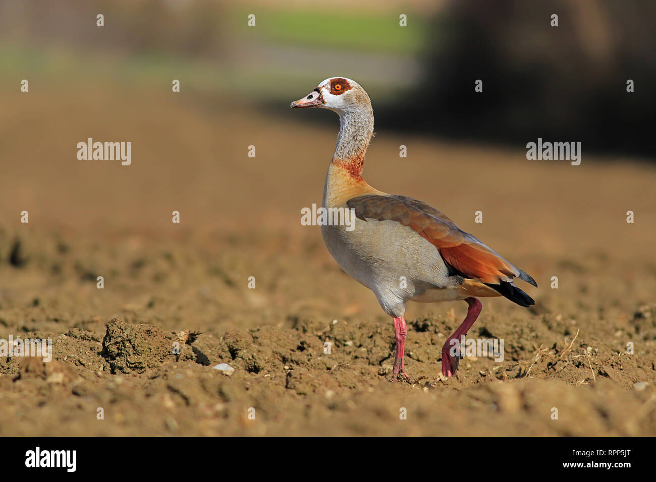 Nilgans auf dem Feld Stockfoto