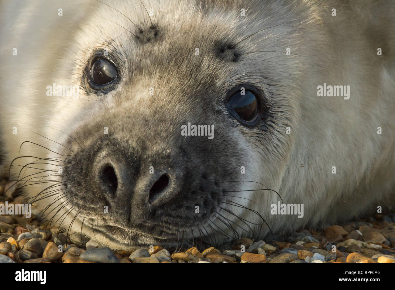 Nahaufnahme von einem grauen SEAL Pup auf Blakeney Spit, Norfolk Stockfoto