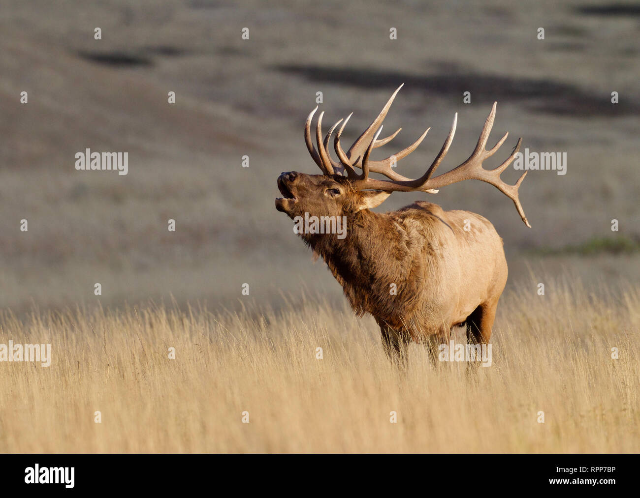 Eine sehr große, majestätische bull Elk Faltenbälge aus seine Mating Call über die Wiese im Herbst Zucht Stockfoto