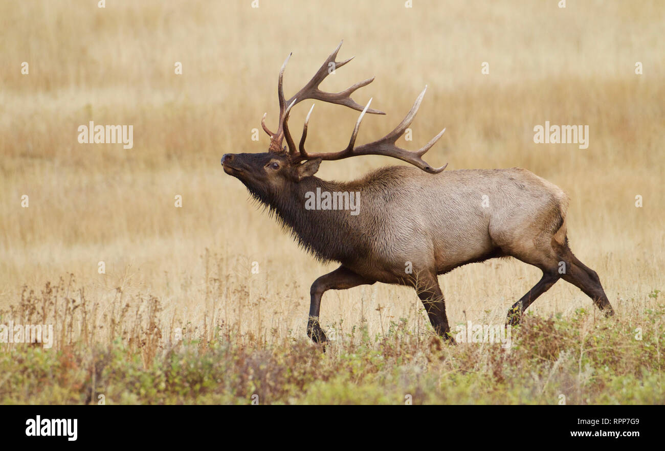 Rocky Mountain Elk - ein großer Bulle trabt quer durch die Prärie im Herbst Zucht, alias "Die Furche" Stockfoto