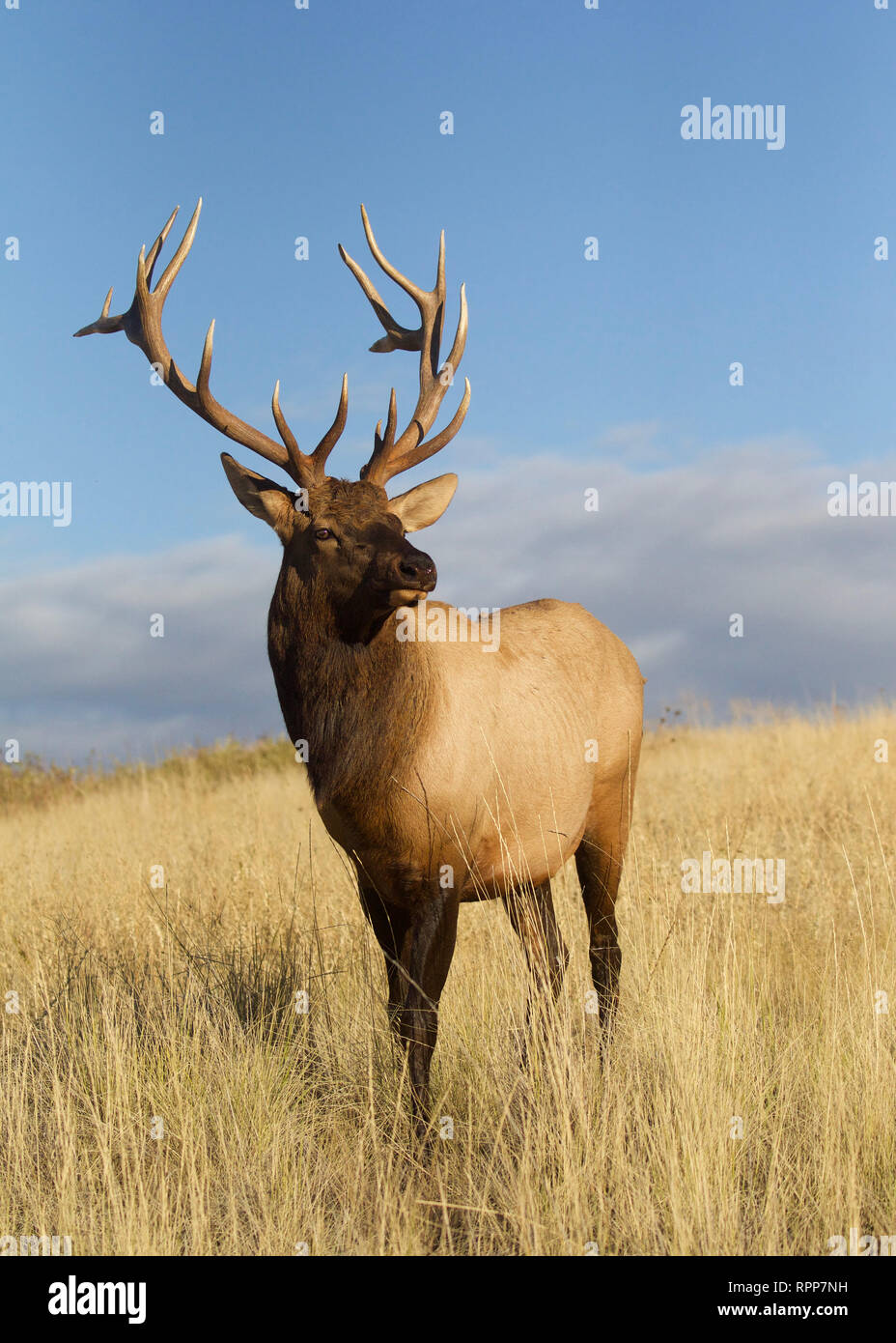 Rocky Mountain Elk in Prairie grasland vor einem natürlichen Hintergrund von blauer Himmel mit Wolken Stockfoto
