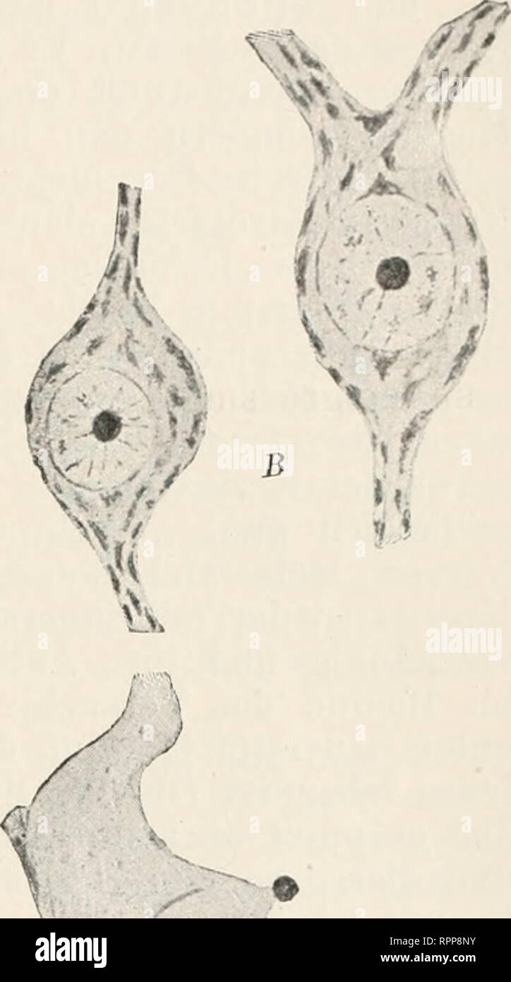 . Allgemeine Physiologie; ein Grundriss der Lehre vom Leben. Physiologie; Biologie. W m1/&gt;-v ^&gt; V..^' X.. : ^v^-Abb. 262. Gan £? lienzellen aus d em Rücken m Lade des Frosches. Eine normale, B / üV^- stündiger Durchspülung des Rückenmarks mit Sauerstoffhaltiger Salz-Lösung bei andauernder Tätigkeit. C / ll'/j-stündiger Durchspülung mit kleinflaschen-haltiger Salzlösung hei andauernder Tätigkeit. / GOKDON Holmes. In der Tat konnte auch Fröhlich^) schon im Jahre 1904 echte Er-müdungssymptome bin markhaltigen Nerven in einer reinen Stickstoff - 1) P. W. Fröhlich: "Ermüdung des Mark Sterben Stockfoto