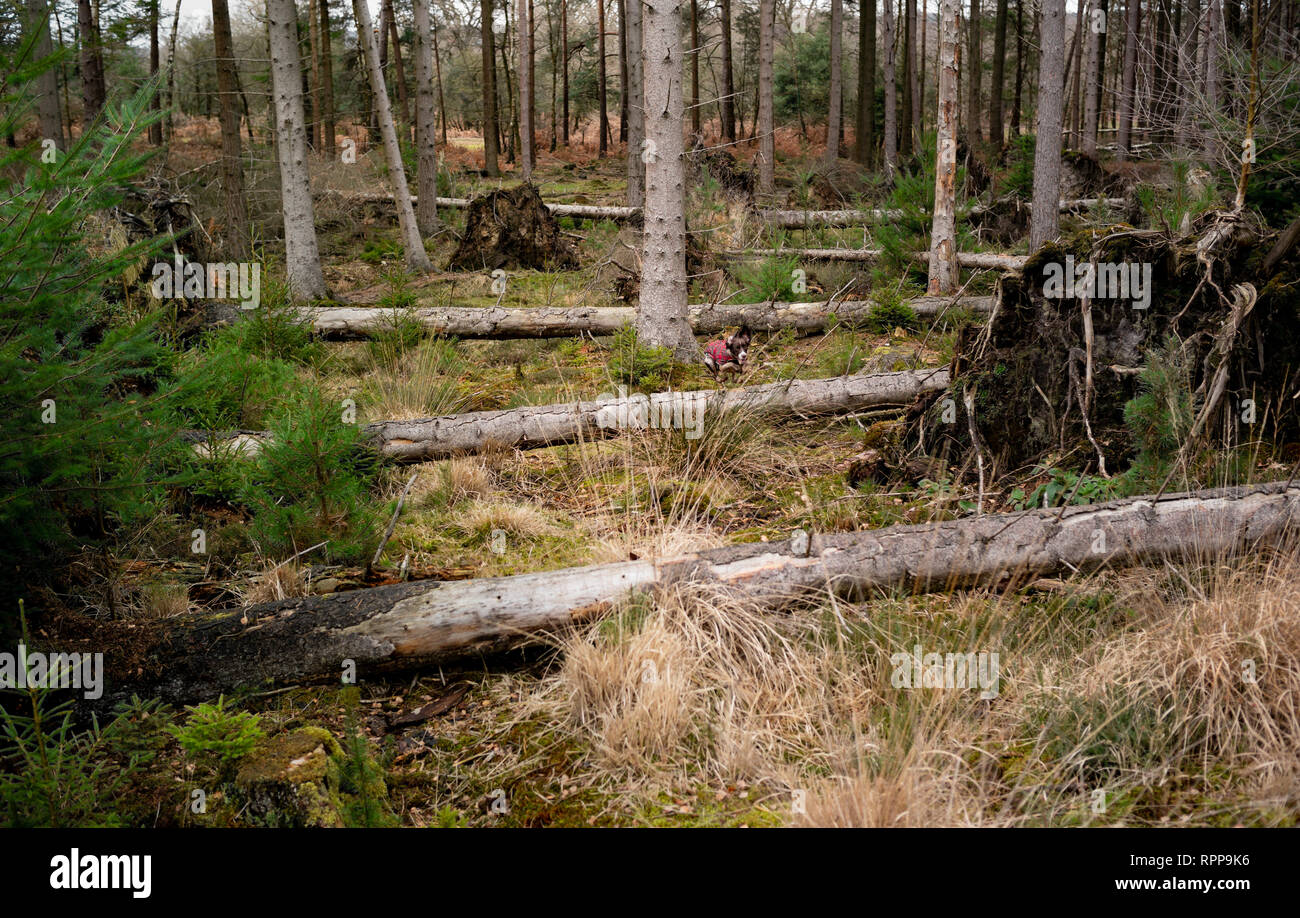 English Springer Spaniel agility Training über natürliche Zäune durch gefallene Bäume im New Forest Hampshire England verursacht springen. Stockfoto