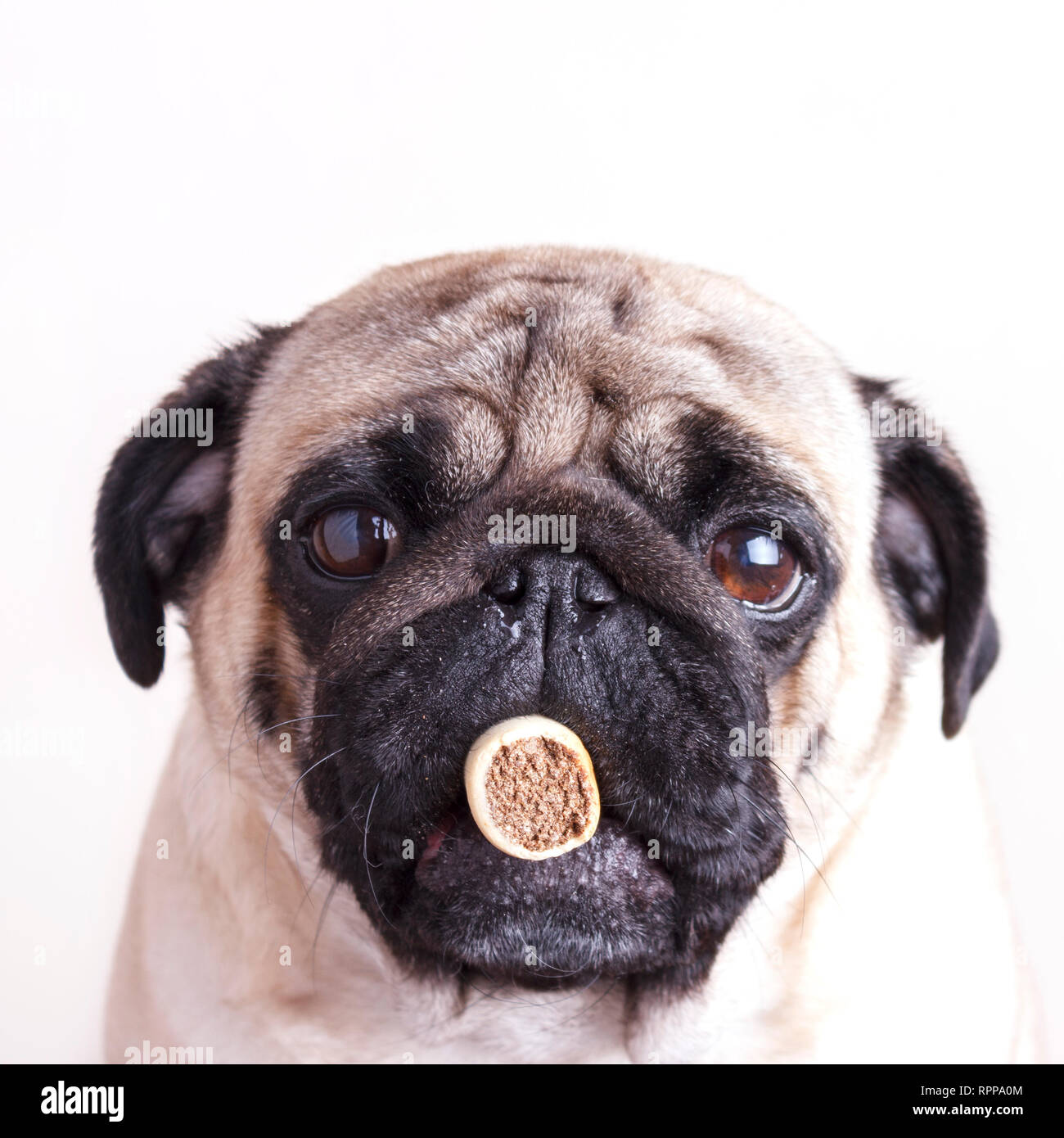 Hund Mops close-up mit traurigen braunen Augen hält behandeln in ihren  Mund. Portrait auf weißem Hintergrund Stockfotografie - Alamy