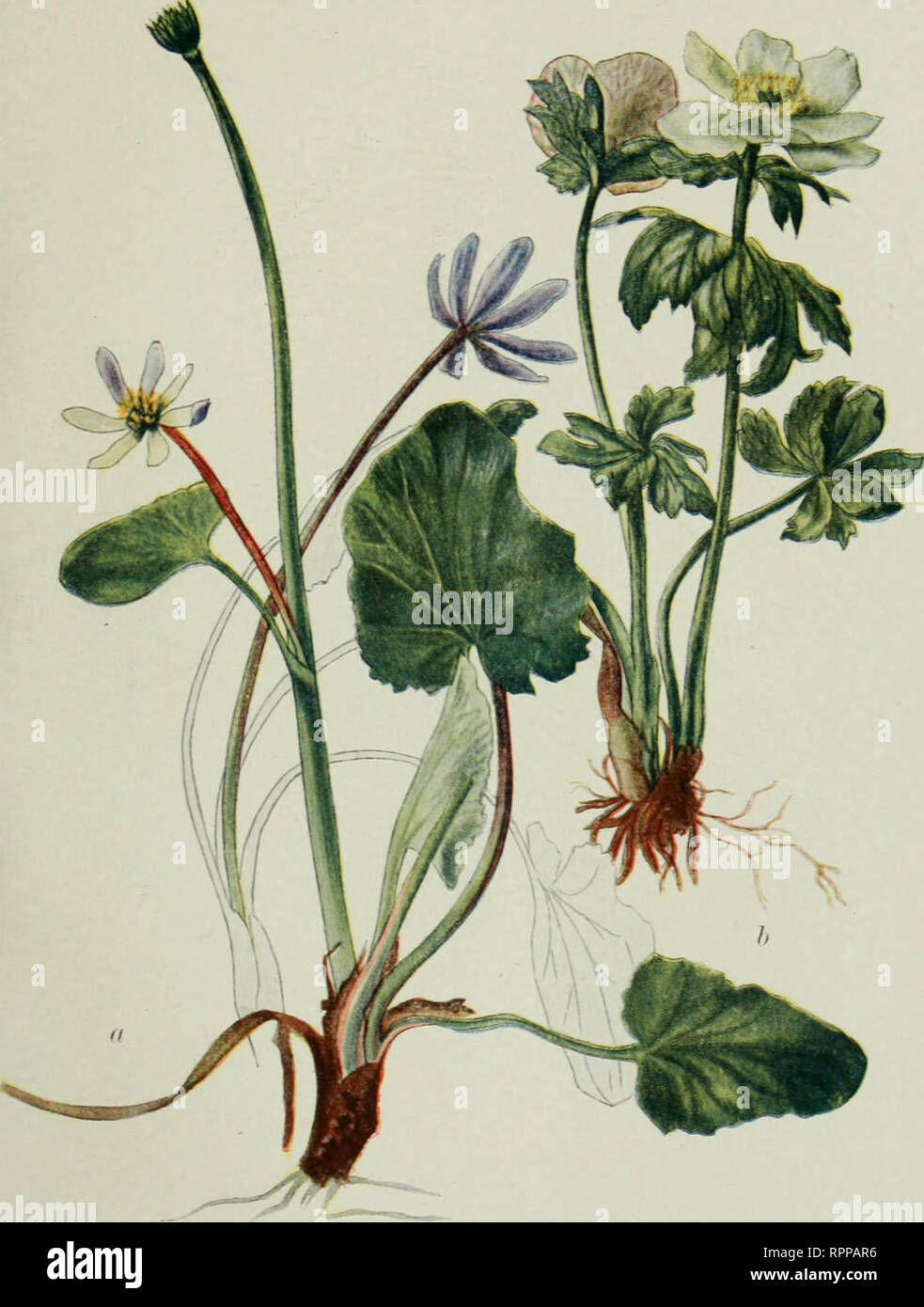 . Alpine flora der kanadischen Rocky Mountains. Berg Pflanzen, Botanik. Ein caltha leptosepala Haken. b albiflorus Trollius (A. Grau) Rydb. Western Globe-Flower. (23 Nat. J. Bitte beachten Sie, dass diese Bilder sind von der gescannten Seite Bilder, die digital für die Lesbarkeit verbessert haben mögen - Färbung und Aussehen dieser Abbildungen können nicht perfekt dem Original ähneln. extrahiert. Braun, Stewardson, 1867-1921. New York: G. S. Putnam Stockfoto