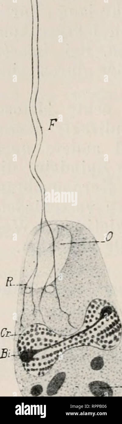 . Allgemeine Zoologie und Abstammungslehre. Evolution; Zoologie. 58 11. Kapitel. sich zunächst zu Reihen, dann zu einer echten Aequatorialplatte anordnen. Aehnliche Gebilde kommen bei der kernteilung von ÄcHnosphaermv/Eichhorm vor, nur daß die Spindeln breit und tonnenförmig Sindh und eigentümliche Polkappen von dichter achromatischer 11 Substanz aufweisen, welchen wohl eine ähnliche Deutung werden - wie den Zentren zukommt. Ii. Mit Promitosen intranukleärem Teilungsapparat. Bei zahlreichen Protozoen Balatonfüred im Kern ein Binnenkörper, das Karyosom, welches sich teilt, wobei sterben Nummern-oper Tochterstücke Kommun Stockfoto