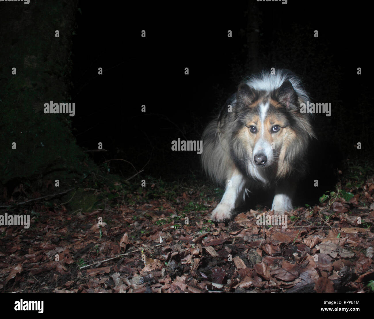 Rau behaarten Collie Stockfoto