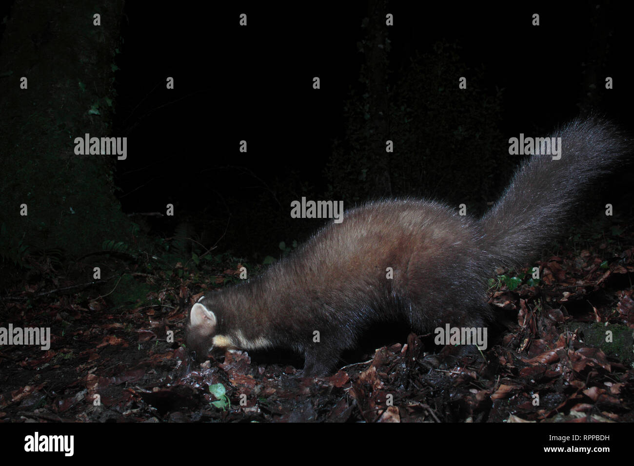 Baummarder Stockfoto