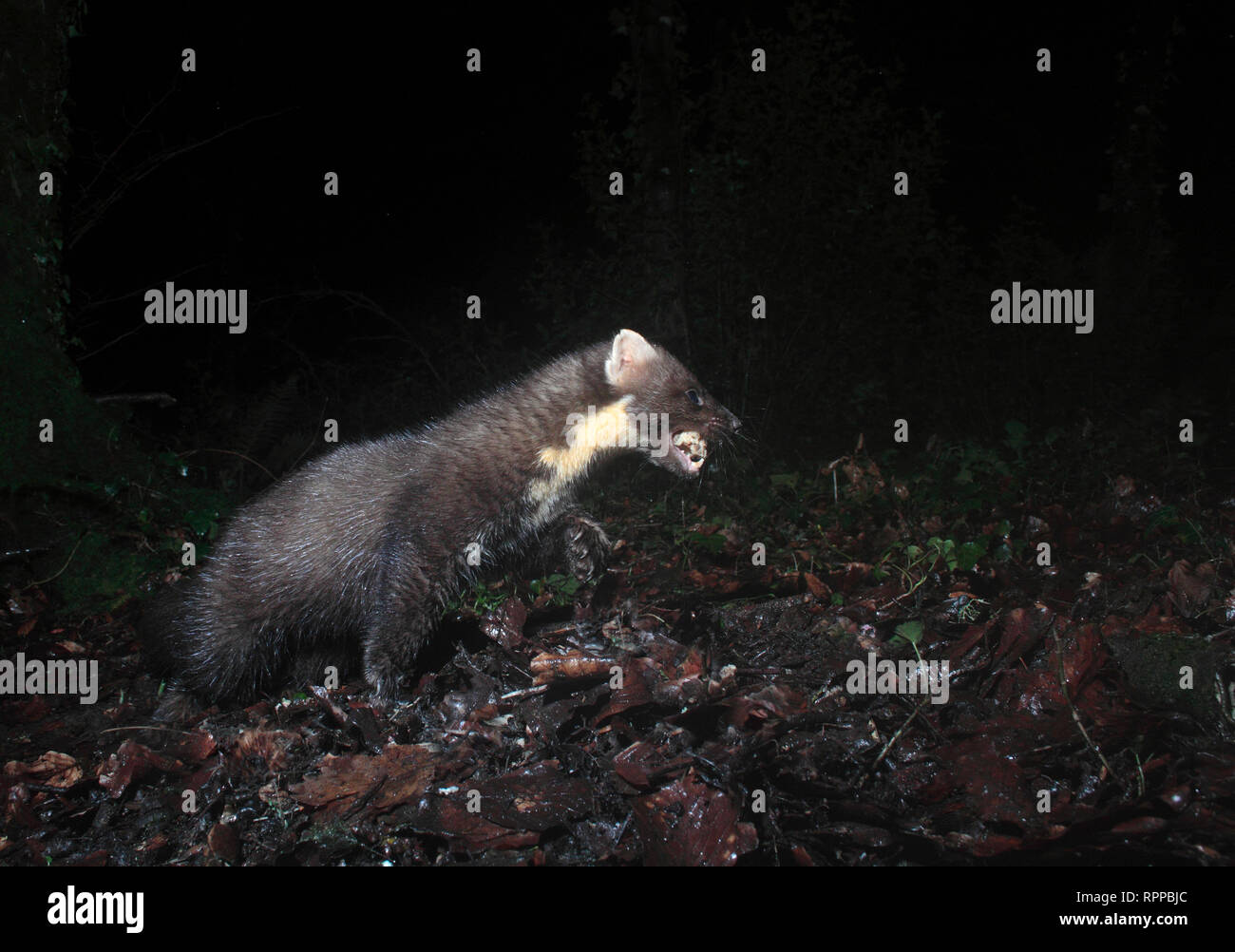 Baummarder Stockfoto