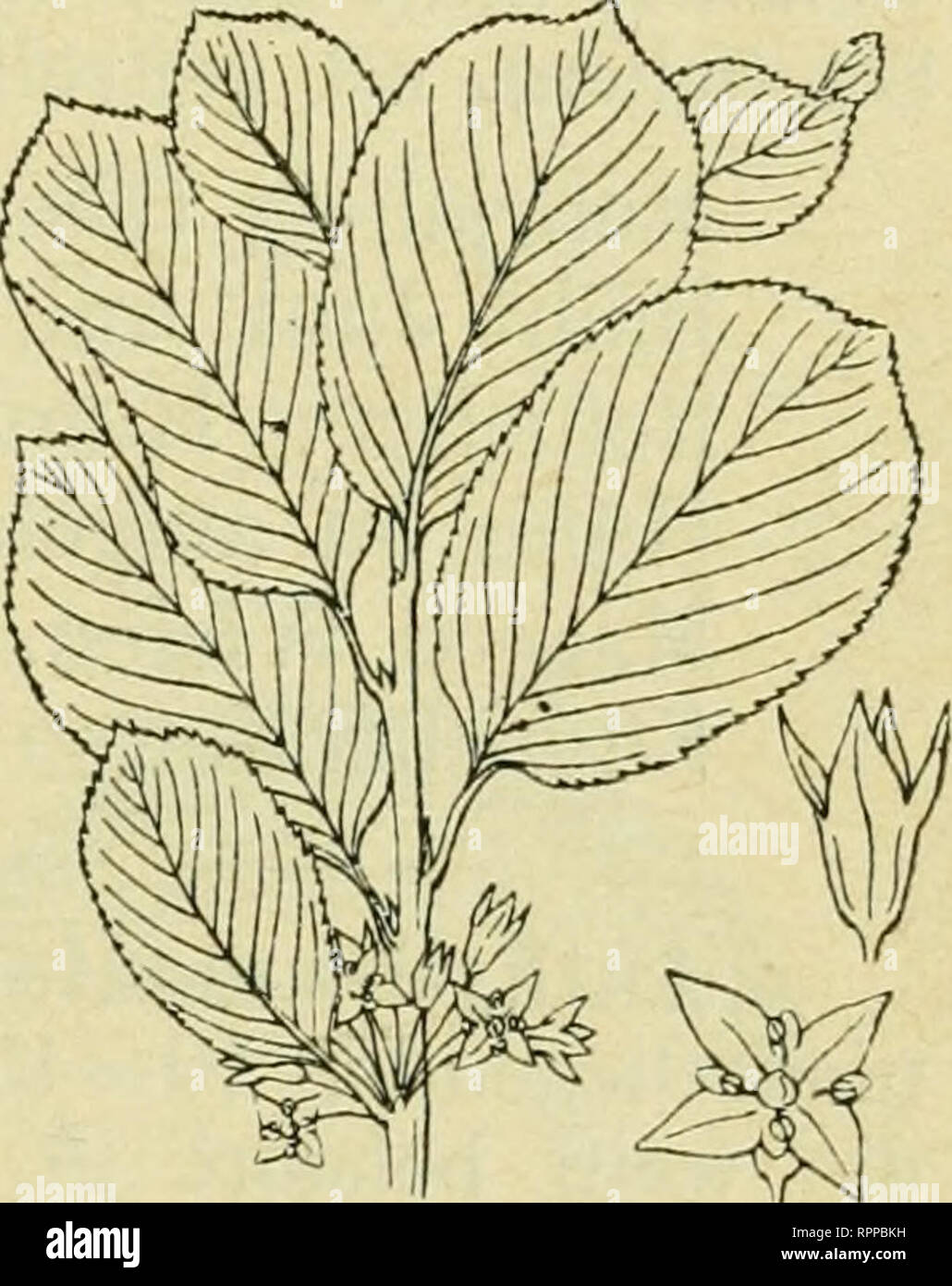 . Alpen-Flora: Westalpen. Berg pflanzen. ^ 24 Liiiaceen-Rliamiiaceeii. Liiiuui alpiiiuiii. - Tafel 24.  Der Alpenlein treibt aus feinem harten Wurzelllock zahlreiche zarte, 10 - 50 cm hohe Stengel, sterben oft niederliegen. Blätter, Ichmal fpitz, in großer Zalil mit dem Stengel gleichmäßig verteilt. Sky ich etwa 2 cm groß, zu wenigblütigen, lockeren116 vereinigt. Kronblätter blau, gefallenen Fehr leicht ab. Mehr) ähri | ^ Blüht Mai bis Augull. Befücher: vermutlich FHegeii. Samen: Windverbreitung geflügelt. Trockene Matten, fteinige Abhänge der Voralpen bis^ 2200 m; in Kalk. Alpen, Jura, Pyrenäen. Stockfoto