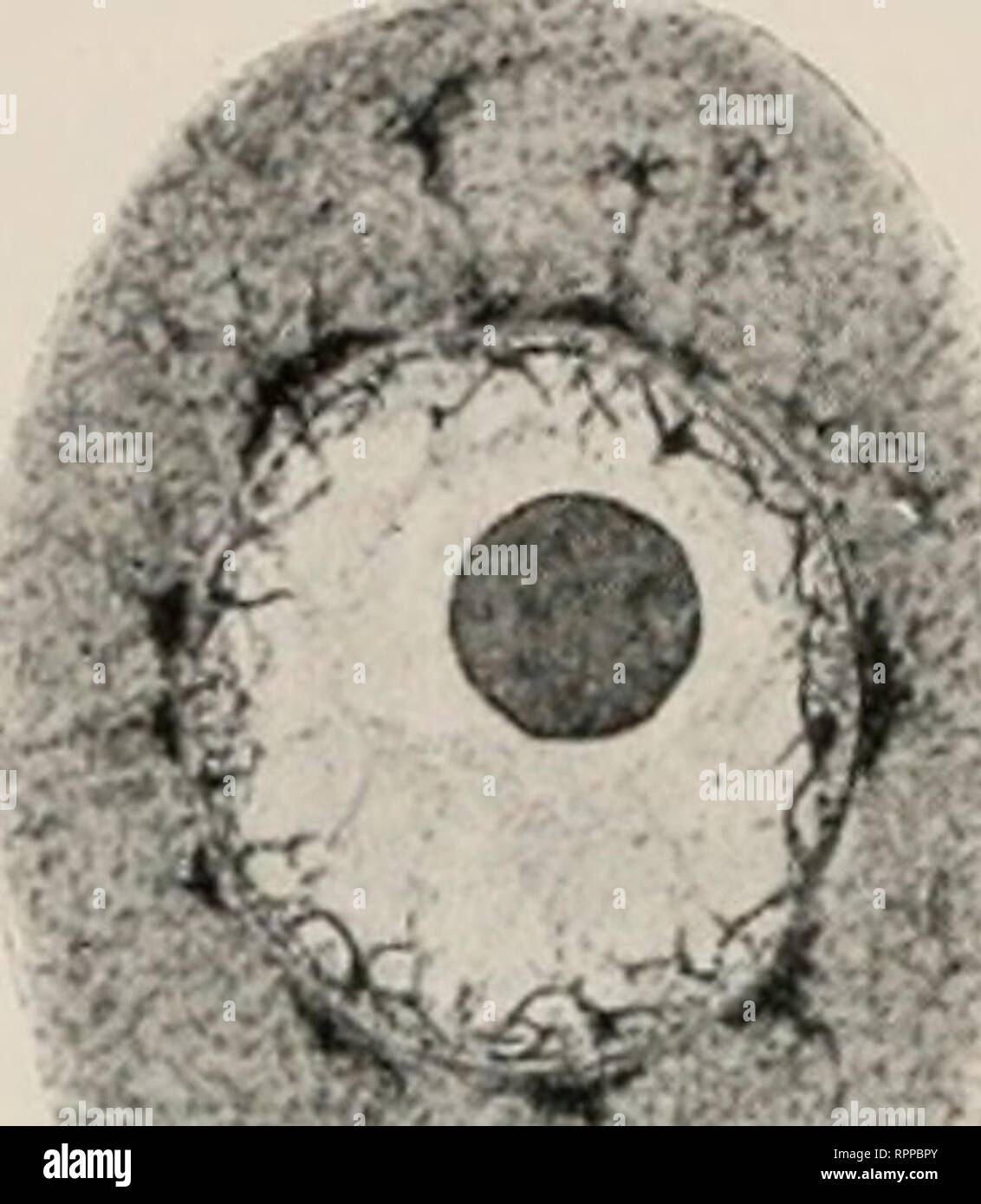 . Allgemeine Zoologie und Abstammungslehre. Evolution; Zoologie. 44 II. Kapitel. in den Spinndrüsen der Raupen (11) und Phryganidenlarven findet so ihre Erklärung. Sehr schön sieht man bei den beindrüsen der Phronimiden, wie der zuerst runde Kern allmählich mit der Sekretionsperiode immer mehr hirschgeweihartig auswächst (20). Die erwähnte Netzstruktur (13A) der Appendicularienkerne erklärt sich Dar-aus, daß durch die stark vergrößerte Überfläche das Zytoplasma stärker beeinflusst wird. Bei manchen Spinndrüsen (31) und anderen Drüsen kann mann direkt beobachten, wie Nucleolen aus dem Ker Stockfoto
