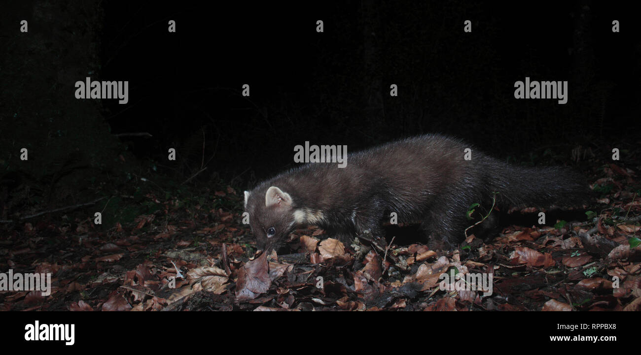 Baummarder Stockfoto