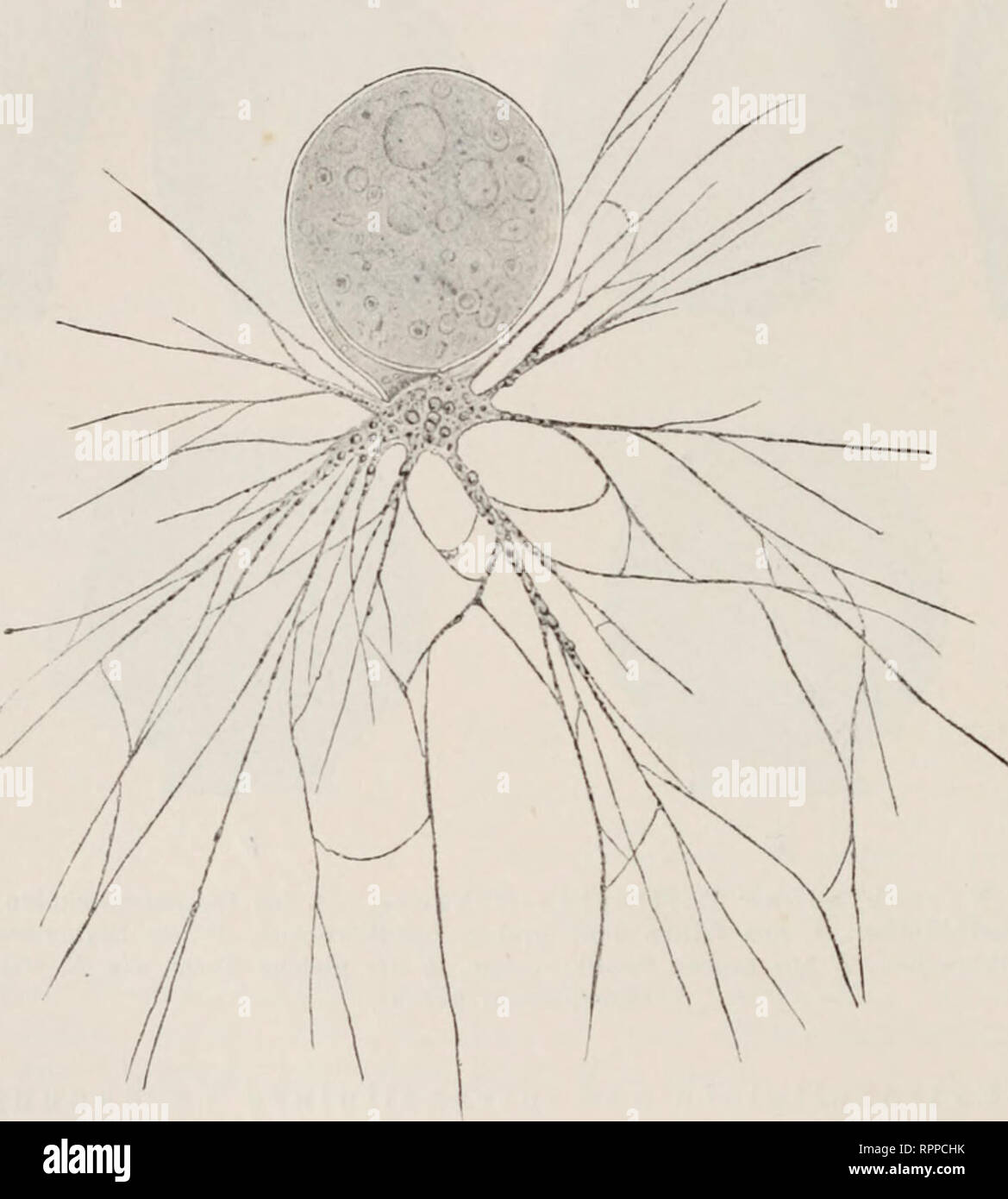 . Allgemeine Physiologie; ein Grundriss der Lehre vom Leben. Physiologie; Biologie. 178 Drittes Kapitel. Wir bezeichnen daher this Umformung als" e x t r a z e11 u1 a r e - "Verdauung und Aufnahme der Nahrung gelösten als "Re-sorption". Üeberführung der geformten Nahrung, wie der geionnenen Eiweißkörper Sterben, der Stärke, der Fette usw. in lösliche Verbindungen ge-schieht durch Einwirkung bestimmter Seki-ete, welche der Zellkörper nach außen abgibt. Eigentümlichen This Sekrete werdener "Enzym" oder gelöste Fermente genannt. Den Erfolg ihrer^^" Irkung können wir uns auch ein Stockfoto