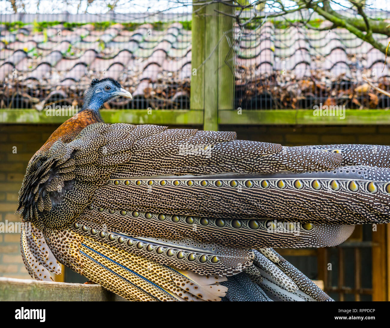 Schöne große Argus Fasan, Aussicht auf seinem hinter mit schönen Federn, tropische Vögel aus dem Dschungel von Asien, in der Nähe der bedrohte Tier Stockfoto