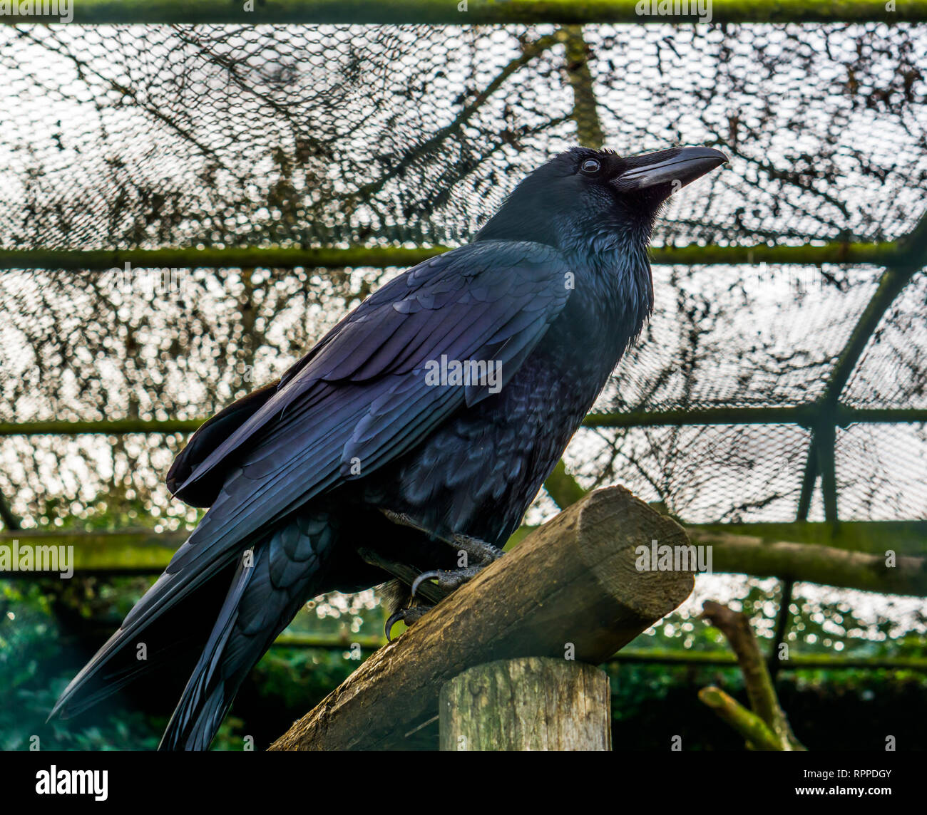 Schöne schwarze Raben auf einen Holzbalken, Federn, die schönen Farben, mythologische Kreatur Stockfoto