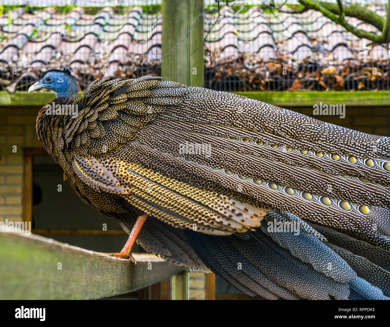 Männliche große Argus Fasan stehend auf einen Holzbalken, bunten tropischen Vogel aus dem Dschungel von Asien, in der Nähe der bedrohte Tier Stockfoto