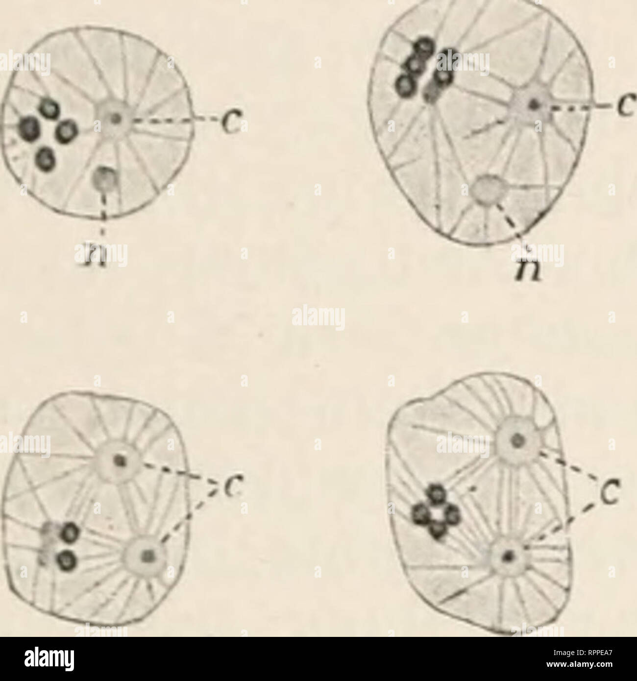 . Allgemeine Physiologie; ein Grundriss der Lehre vom Leben. Physiologie; Biologie. Von der lebendigen Substanz. 81 krauzes um das Zeutrosom herum ein, das den Mittelpunkt derStralilungs - üo - ur bildet (Fi-. 11. 12 Siehe, 14) und eben als iMittelpunkt of this eigentüniliclien Strahlung - Forst Aug - enlalliger hervortritt. J % 5/6 für eine große Zahl von Forschern, vor allem van Beneden, dazu neigt, das Zeutrosom als einen eigenen Bestandteil der Zelle aufzufassen, da es immer im Protoplasma getrennt vom Zellkern vor-kommt, vertritt 0. Hertwig^) die Meinung, daß das Zeutrosom als Teil der Kernsubstanz zu Stockfoto