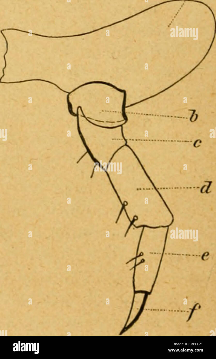 . Allgemeine Zeitschrift für Entomologie Organ der "Allgemeinen Entomologischen Gesellschaft"; internationales Organ für die vitalen Interessen der allgemeinen und angewandten Entomologie wie der Insekten-Biologie. Insekten. Unterkiefer, Zunge und Lippentaster. Es erstes", - zweites Glied der Lippentaster. (? ZuDge. "Ich Hornhaken auf der Grundlage der Lade, e Barbe, f scj [uama palpigere, g erstes,/. Zweites, drittes Glied des Unterkiefer - Schmecker. kleine Stacheln steben. Das kleine, helle Anhangsglied sitzt einem Konsolen-artigen Verbindung des zweiten Gliedes auf und ist von ihm durch eine feine Stockfoto
