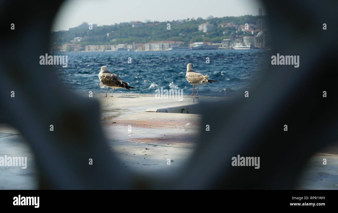 Möwen in Istanbul Stockfoto