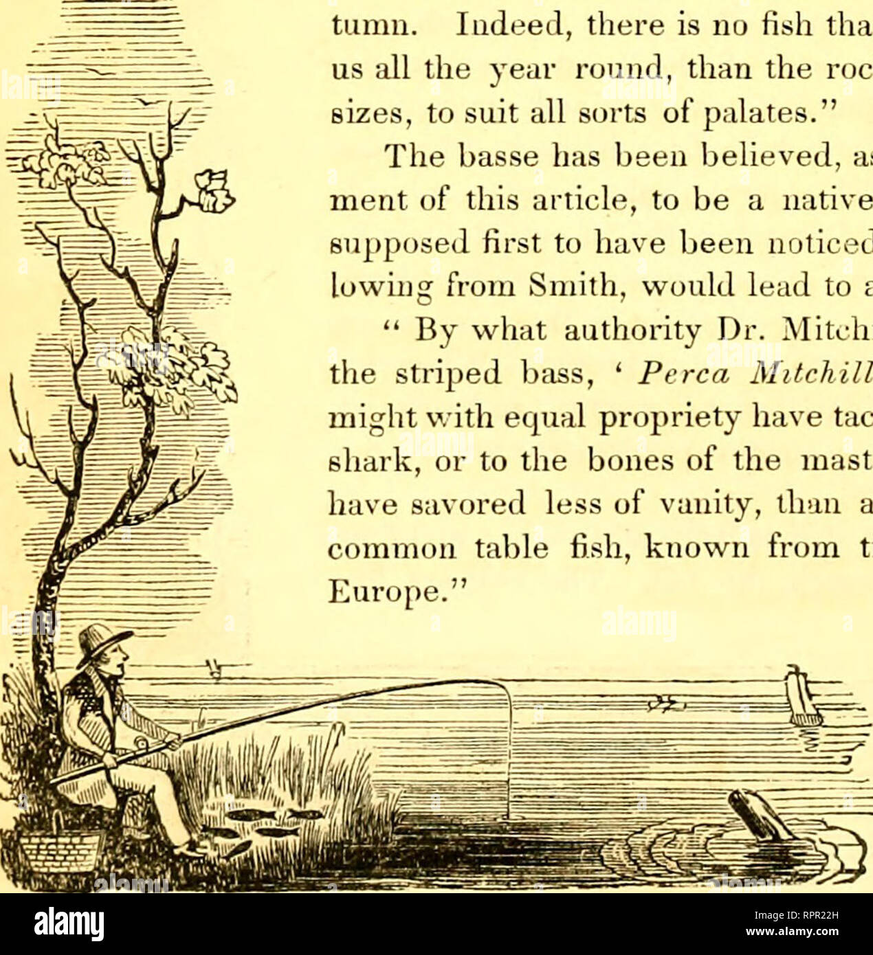 . Der amerikanische angler Guide: oder, Die komplette Fisher Handbuch, für die Vereinigten Staaten: Mit den Meinungen und Praktiken von erfahrenen Anglern beider Hemisphären; mit der Hinzufügung eines zweiten Teil.. Angeln. 1 C2 Die GESTREIFTEN B. häufig kürzer; Vanishing ungleich in ihrem Fortschritt. Bauch fiue eine Mischung aus Silber und Weiß. Waage halten fest. "Dieser Fisch ist sehr stark von der New-Yorkers geschätzt. Er ist herzhaft und ausgezeichnete über die Allgemeinheit der Fische. Seine gemeinsamen Aufenthaltsort ist das Salz Wasser; aber er wandert in den frischen Bächen und Aussparungen im Frühjahr zu züchten, und für Shel-ter Stockfoto