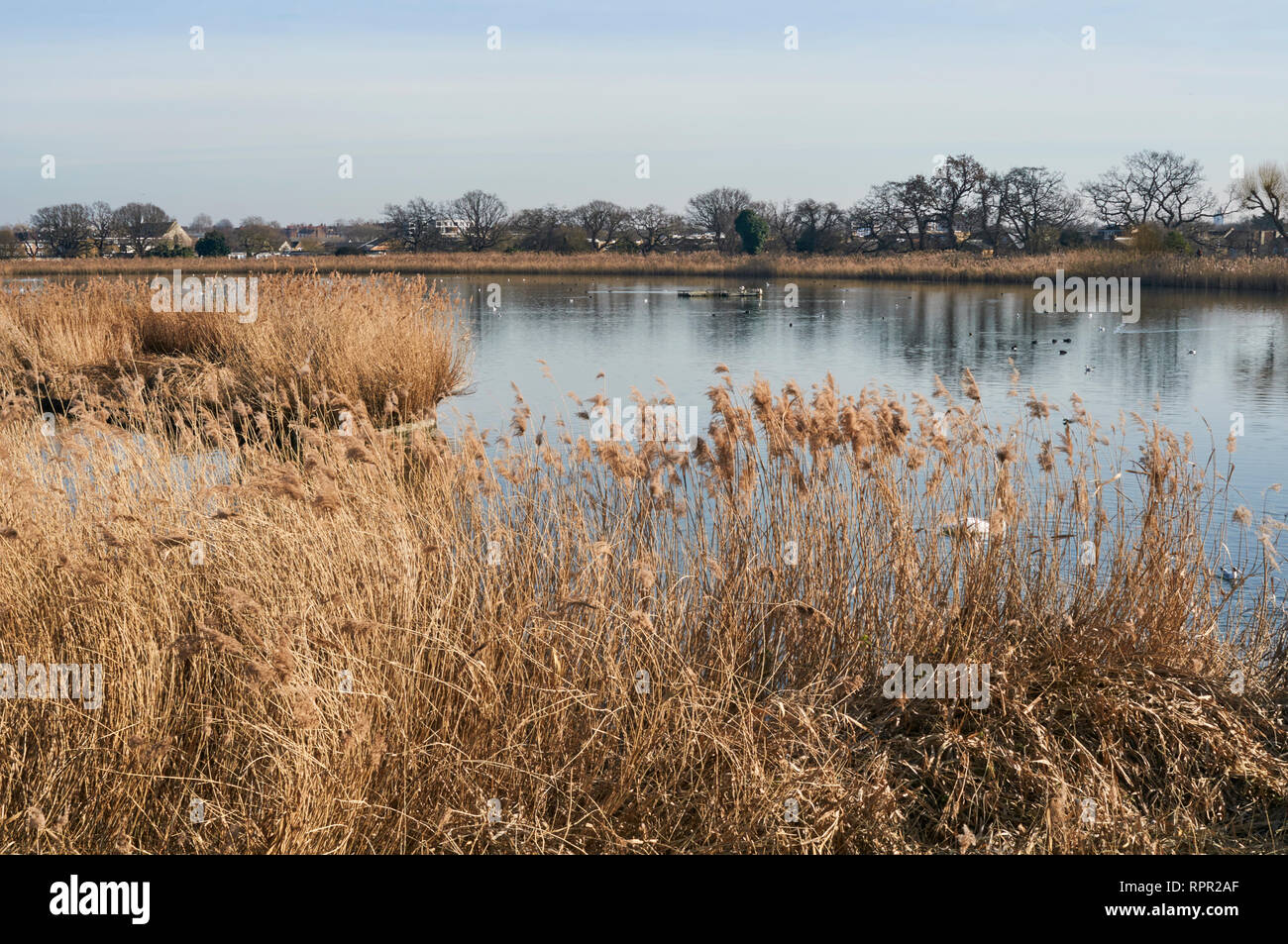 Reedbeds an Woodberry Feuchtgebiete Naturschutzgebiet, nördlich von London UK, im Winter Stockfoto