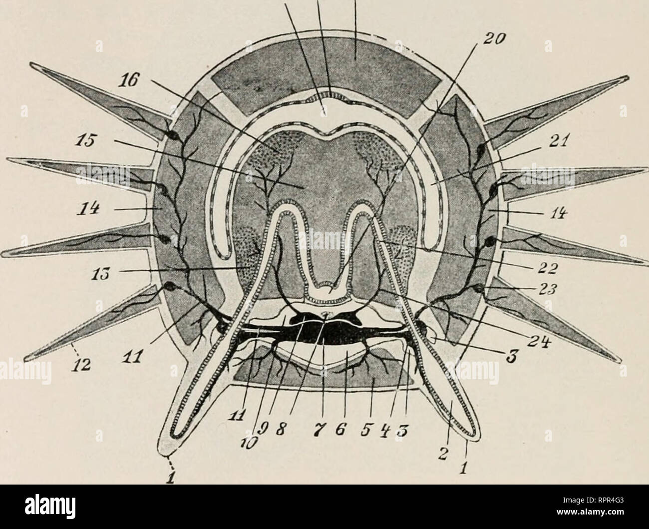 . Allgemeine Zoologie und Abstammungslehre. Evolution; Zoologie. 388 VI. Kapitel Banden-industrie Sindh. Er hat auch in erster Linie motorisclie Funktion, wäli-rend der ectoneurale vorwiegend Ansprechverhalten ist. Morpbologiscb l3 estebt zwischen Nummern-oper Systemen der Unterschied, daß der äußere Nerv un-Paar", "der innere paarig ist, weil zwei Perihämaldivertikel in jeden Arm einwachsen. Bei den Asteriden (869, r (') und Crinoiden (371, 5,11) bleiben sie beide getrennt, daher ist auch die Duplizität der Nerven unverkennbar; bei den Ophiuren (872, iO) und Holothurien (878, i8') verschmelzen sie und die Nerven verwachs Stockfoto