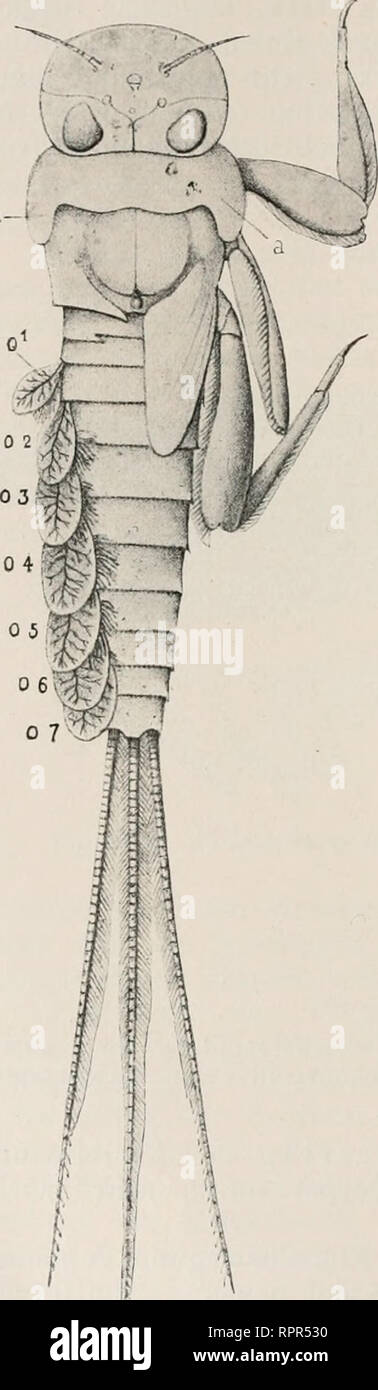 . Allgemeine Zoologie und Abstammungslehre. Evolution; Zoologie. 364 VI. Kapitel. bilden sich fast immer nach oben abgelenkte Luftströmungen. Da sie Orig.- unruhig und turbulent sind, haben die grossen Meeresvögel schmale lange Flügel in Anpassung ein sterben Windstöße. Auf dem Lande finden sich überall Gebiete verschiedener Erwärmbarkeit der Luft, nicht Wald neben Feldern, Wasser neben Land, Abhänge neben ebenen Flächen liegen, und aufsteigende Luftströ mungen - hier kommen sehr häufig vor, wie die Beobachtungen der Flieger und Ballon - Führer gezeigt haben. Die breiten Flügel der großen Landvögel si Stockfoto