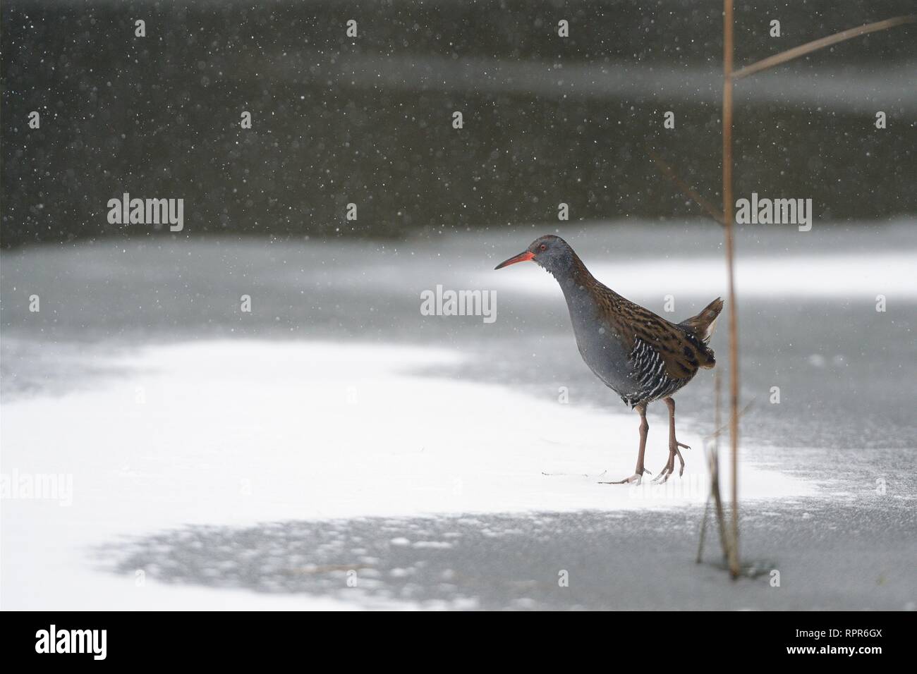 Wasserralle (Rallus Aquaticus) ergibt sich aus einem reedbed auf gefrorenen zu gehen, Schnee See Oberfläche in fallenden Schnee, Wiltshire, UK, März abgedeckt. Stockfoto