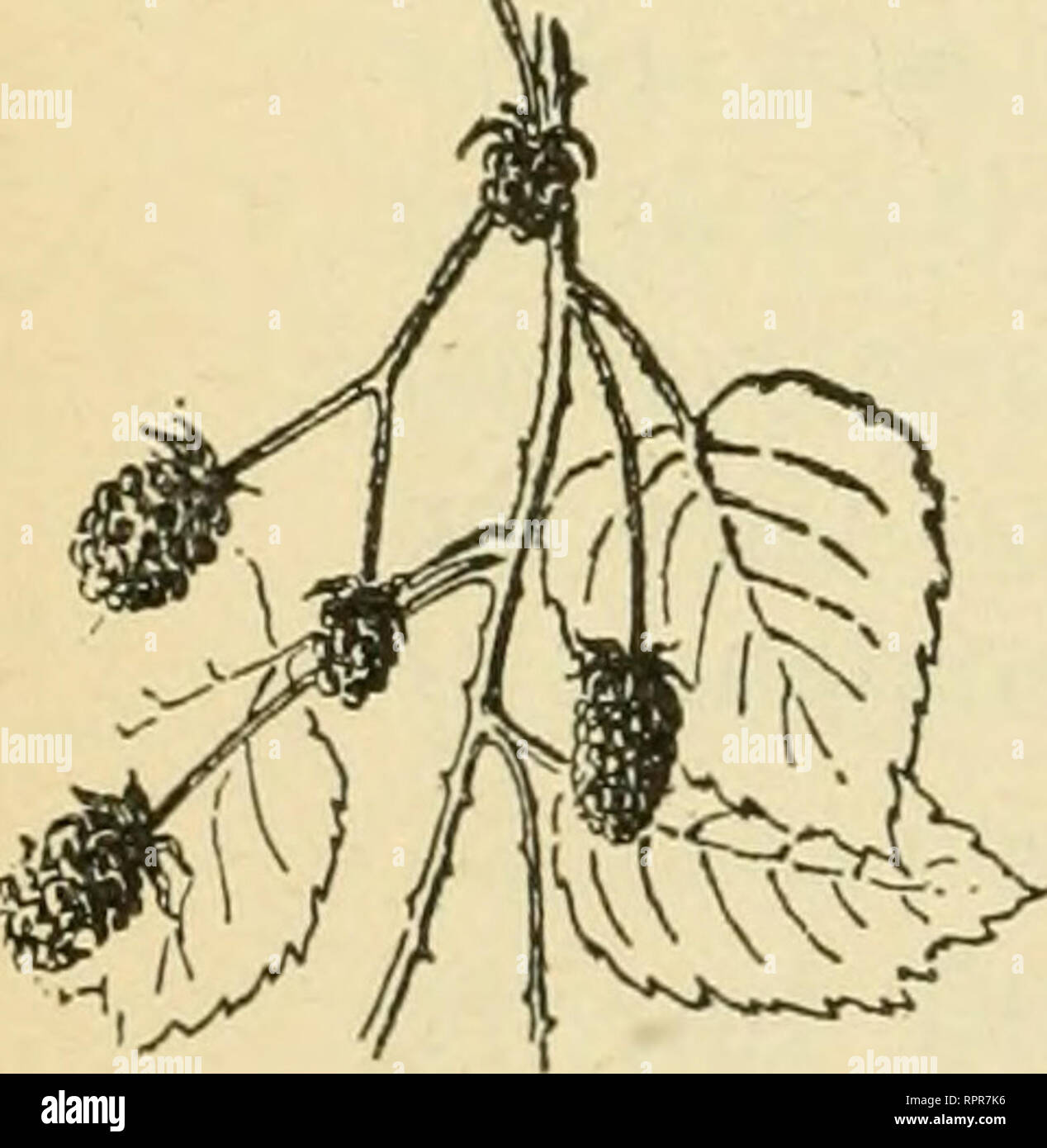 . Der laienhaften praktische Garten - Buch;. Im Garten arbeiten. 92 Der Laienhaften praktische Garten - Buch September oder Oktober, und einige der Hocker steht bis zum Frühjahr. Die Zartheit der Blätter können von Ihnen blanchieren verbessert werden, entweder durch die Verwendung von Platinen oder Erde. Eine Paket von Saatgut wird eine große Anzahl von Pflanzen. Die gesamte Anlage zerstört wird, wenn die Ernte der Blätter genommen wird. Stechapfel. Engelstrompeten. Große wachsenden Ein- nuals mit großen, trompetenförmigen Blüten. Die Färbung der Blüten ist sehr attraktiv, aber der Geruch der Pflanze ist unangenehm. Pflanzen sollten gesetzt werden 4 Meter auseinander. Sie wachsen Stockfoto